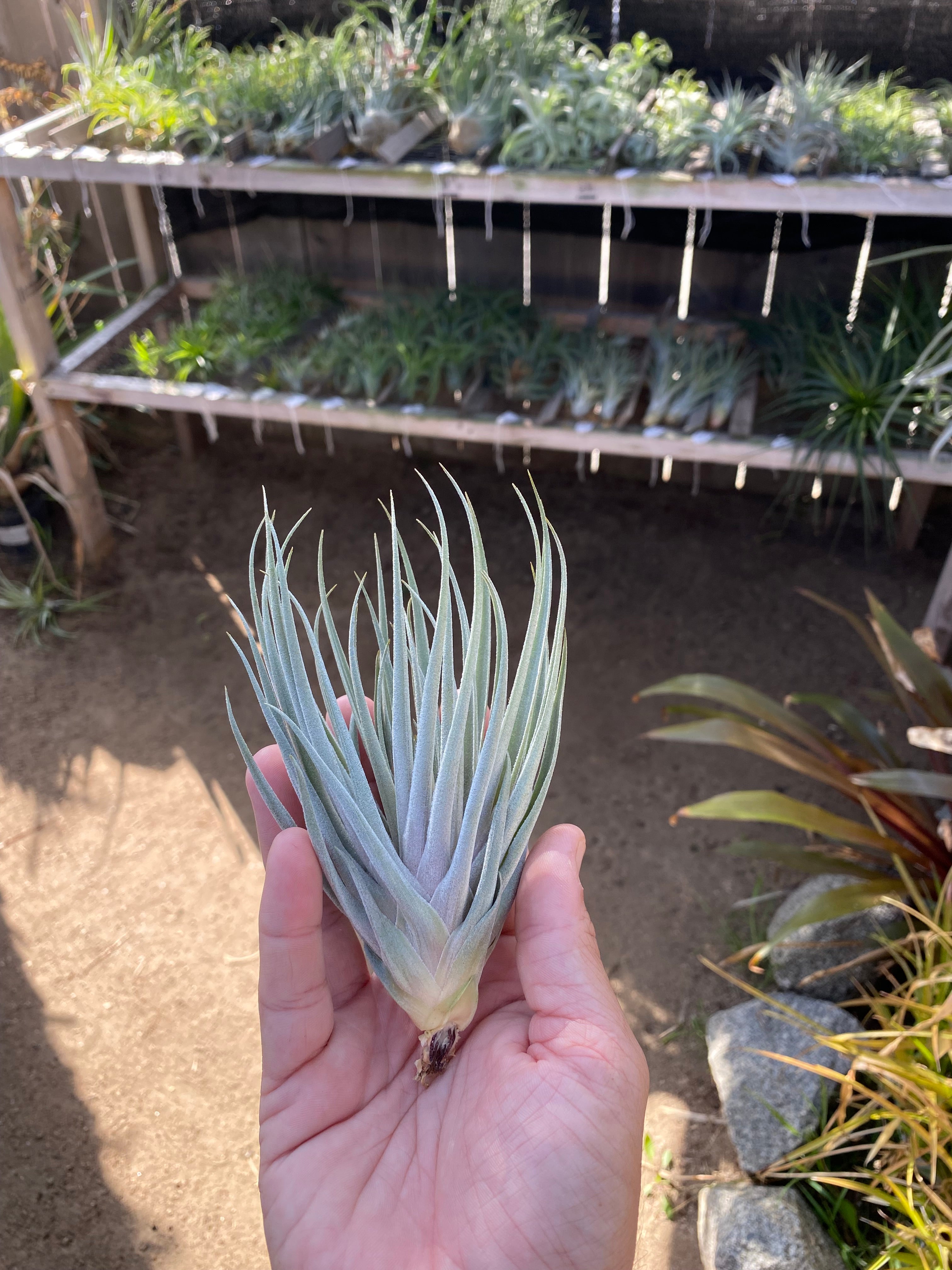 Tillandsia kautskyi hybrid (probably kautskyi x didisticha