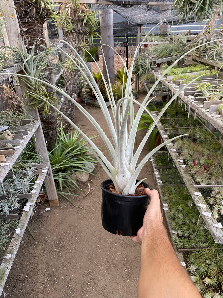 Tillandsia Fat Boy (El Guapo x roseoscapa) – Cuffel Farms