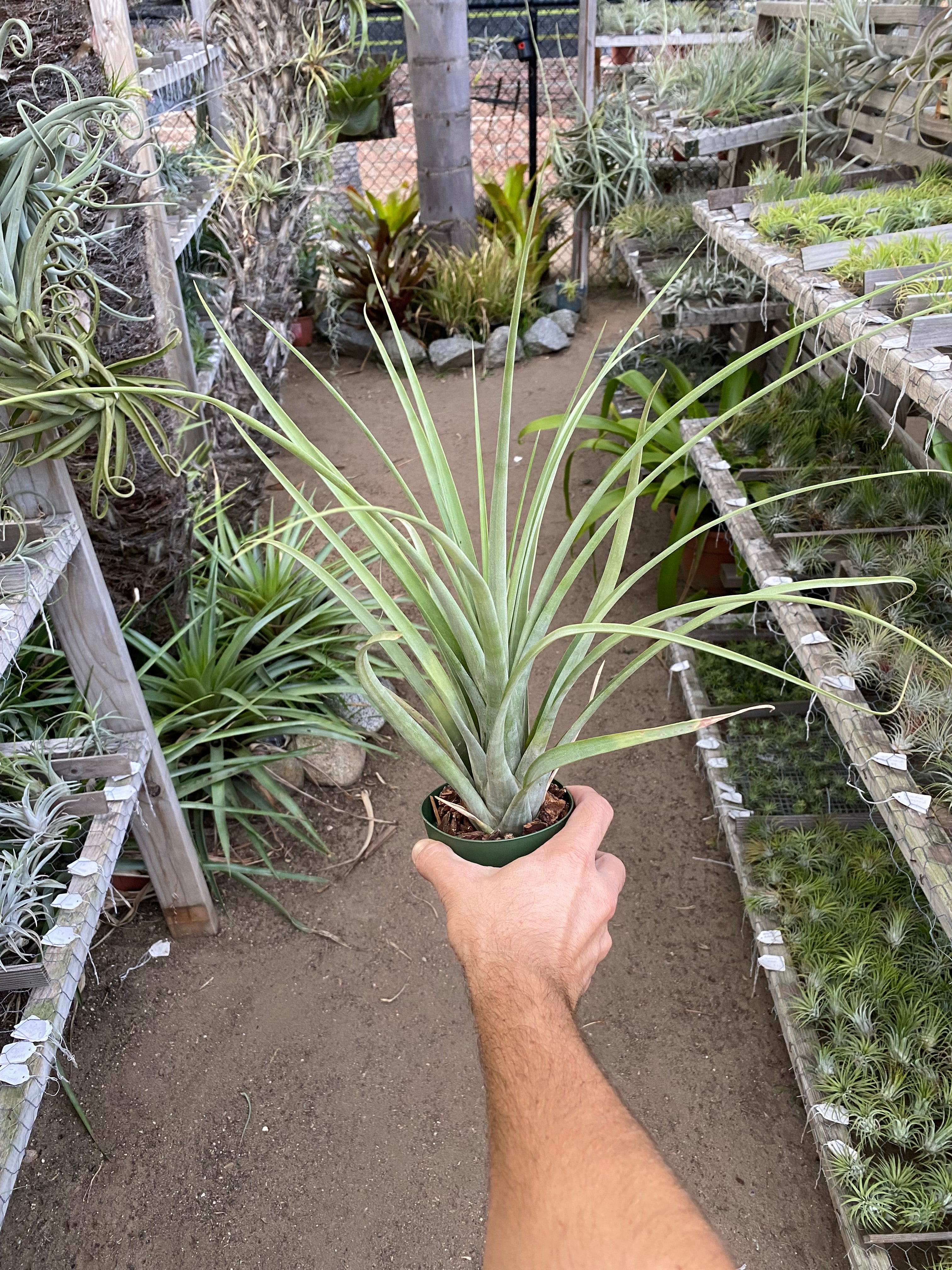Tillandsia mazatlanensis – Cuffel Farms