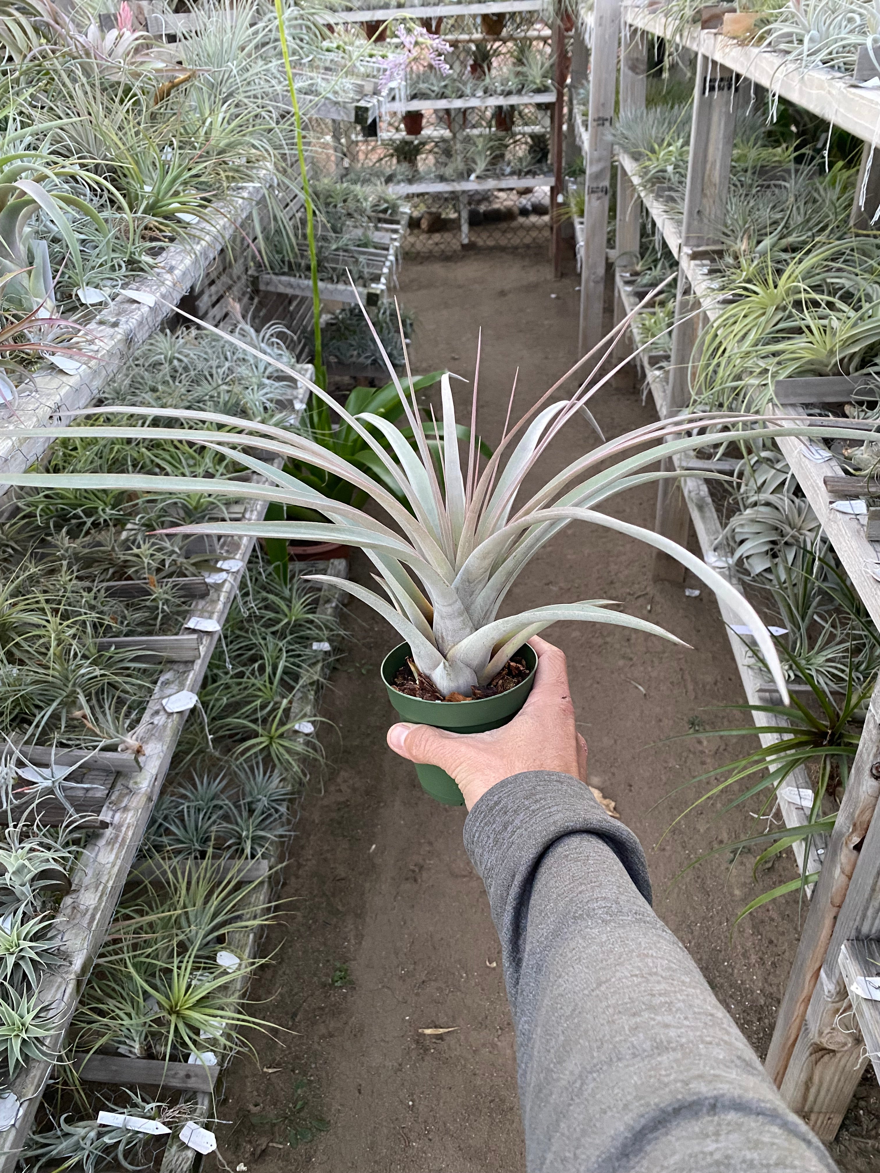 GILLIA.ジリアハワイ IMG_2356_3024x.jpg?v=1667687451