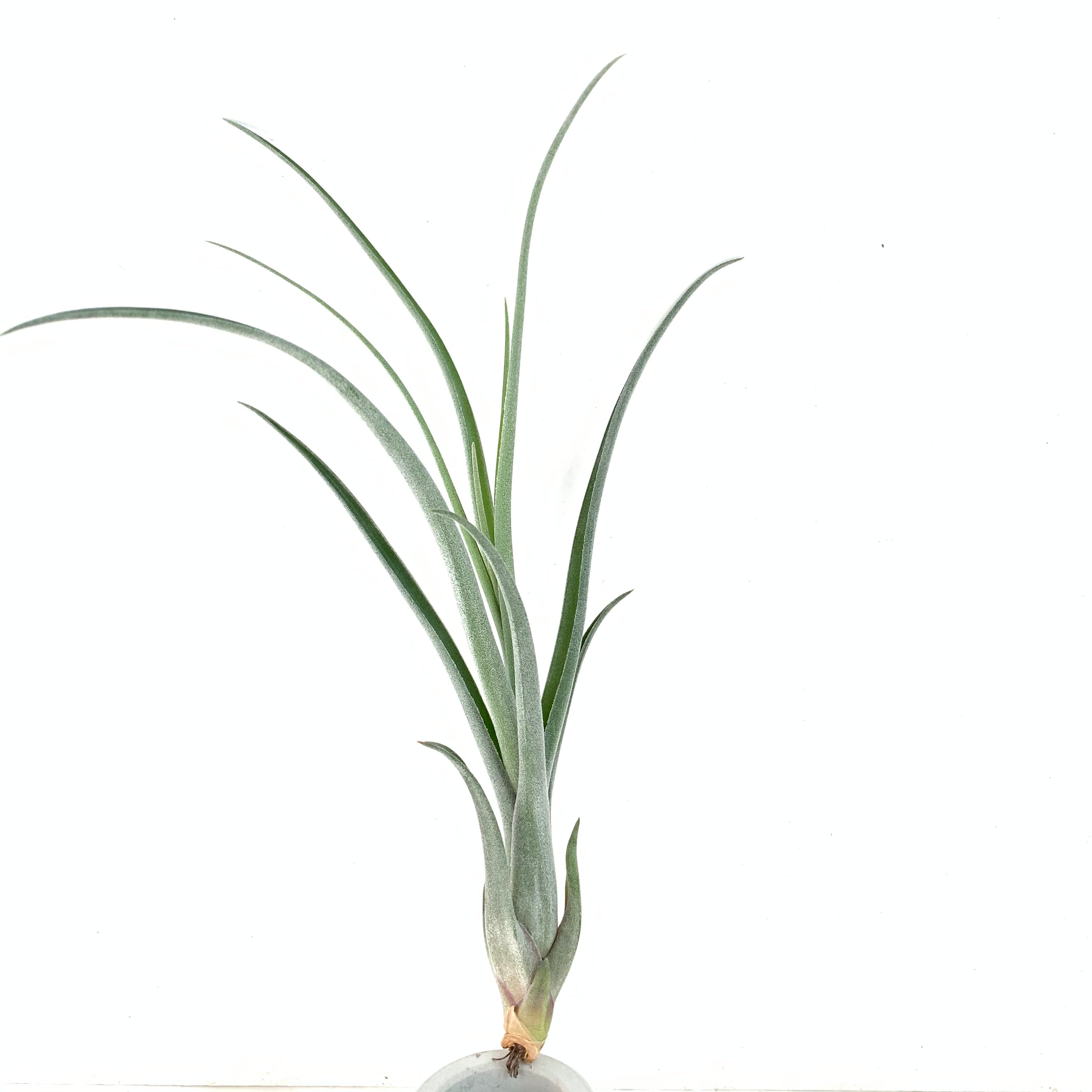 Tillandsia baileyi x Tillandsia streptophylla – Cuffel Farms