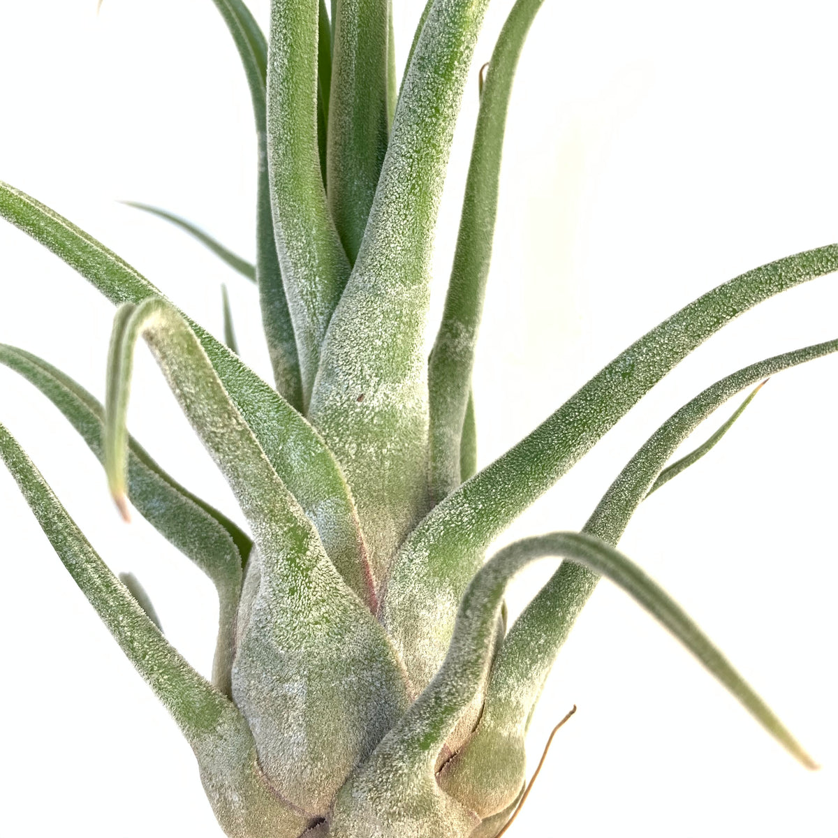 Tillandsia seleriana x Tillandsia streptophylla