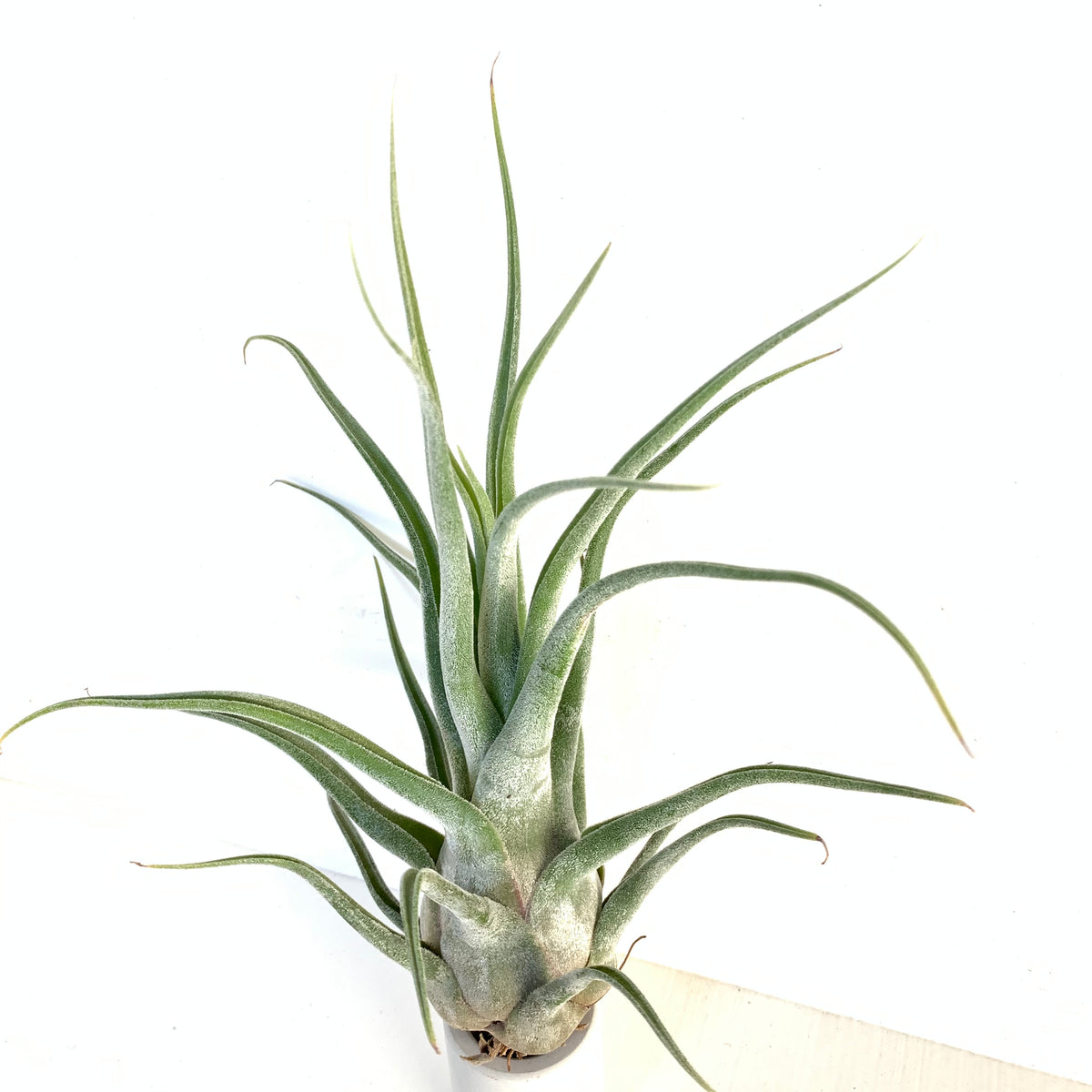 Tillandsia seleriana x Tillandsia streptophylla