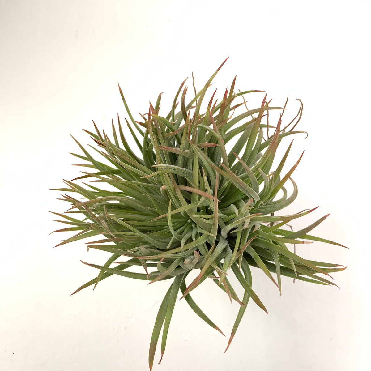 IMG_2849_1200x1200.jpg?v=