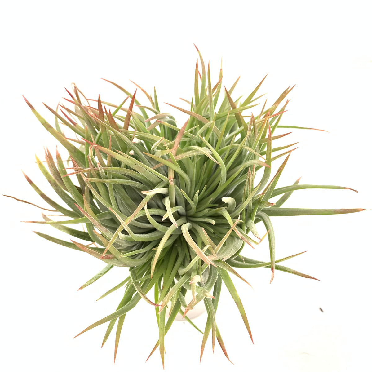 Tillandsia ionantha Big Boy crested form – Cuffel Farms