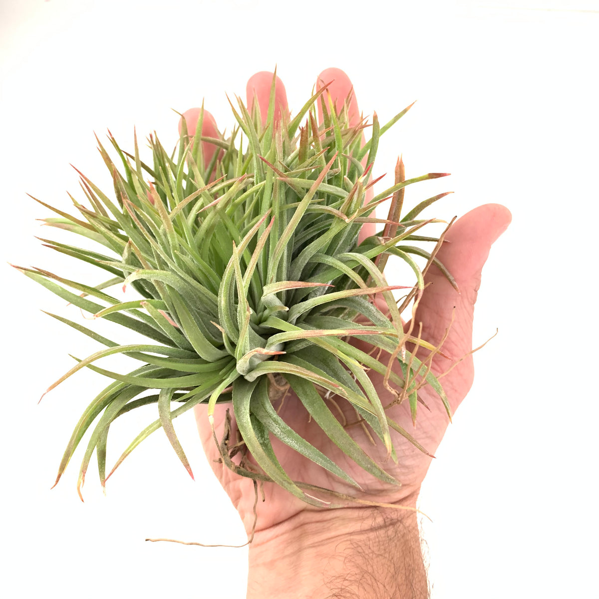 IMG_2851_1200x1200.jpg?v=