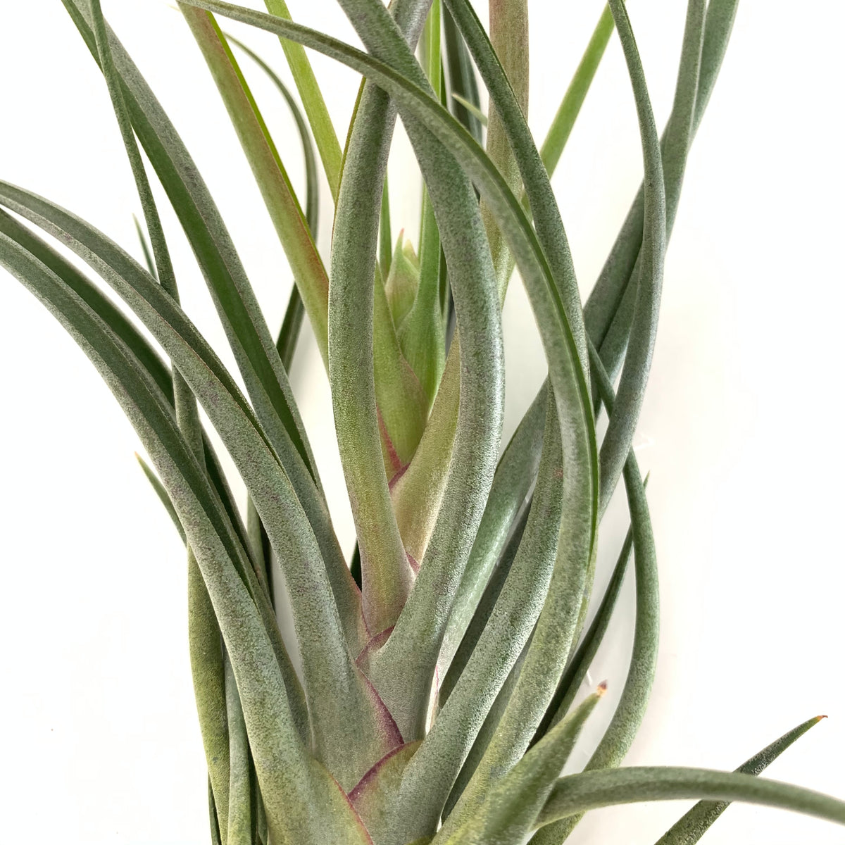 Tillandsia bulbosa x pueblensis