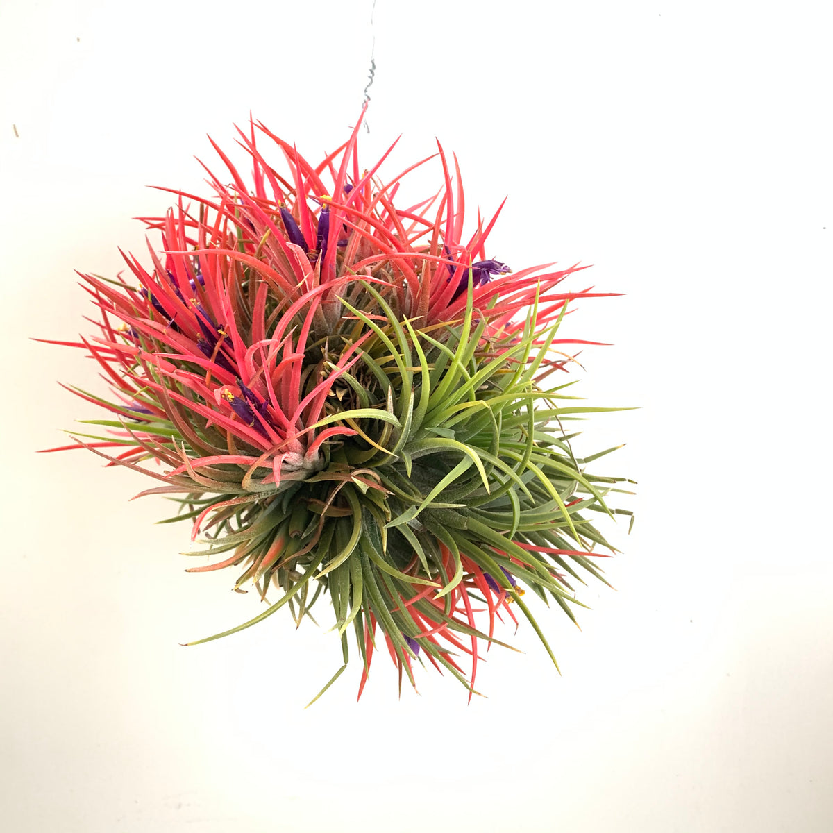Tillandsia ionantha specimen clumps – Cuffel Farms