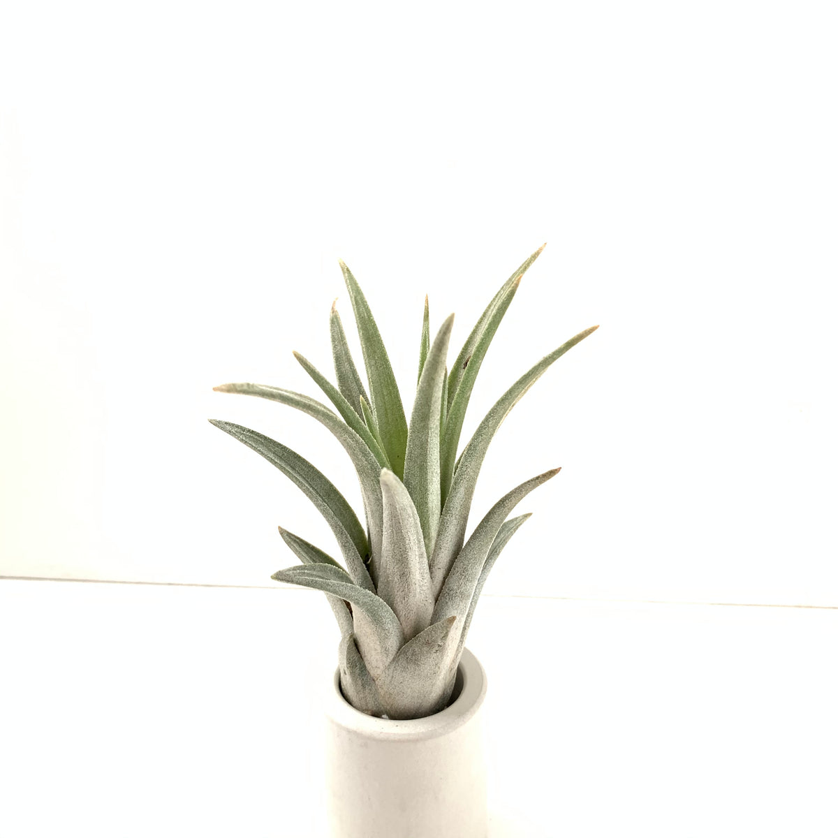 Tillandsia ionantha x exserta – Cuffel Farms