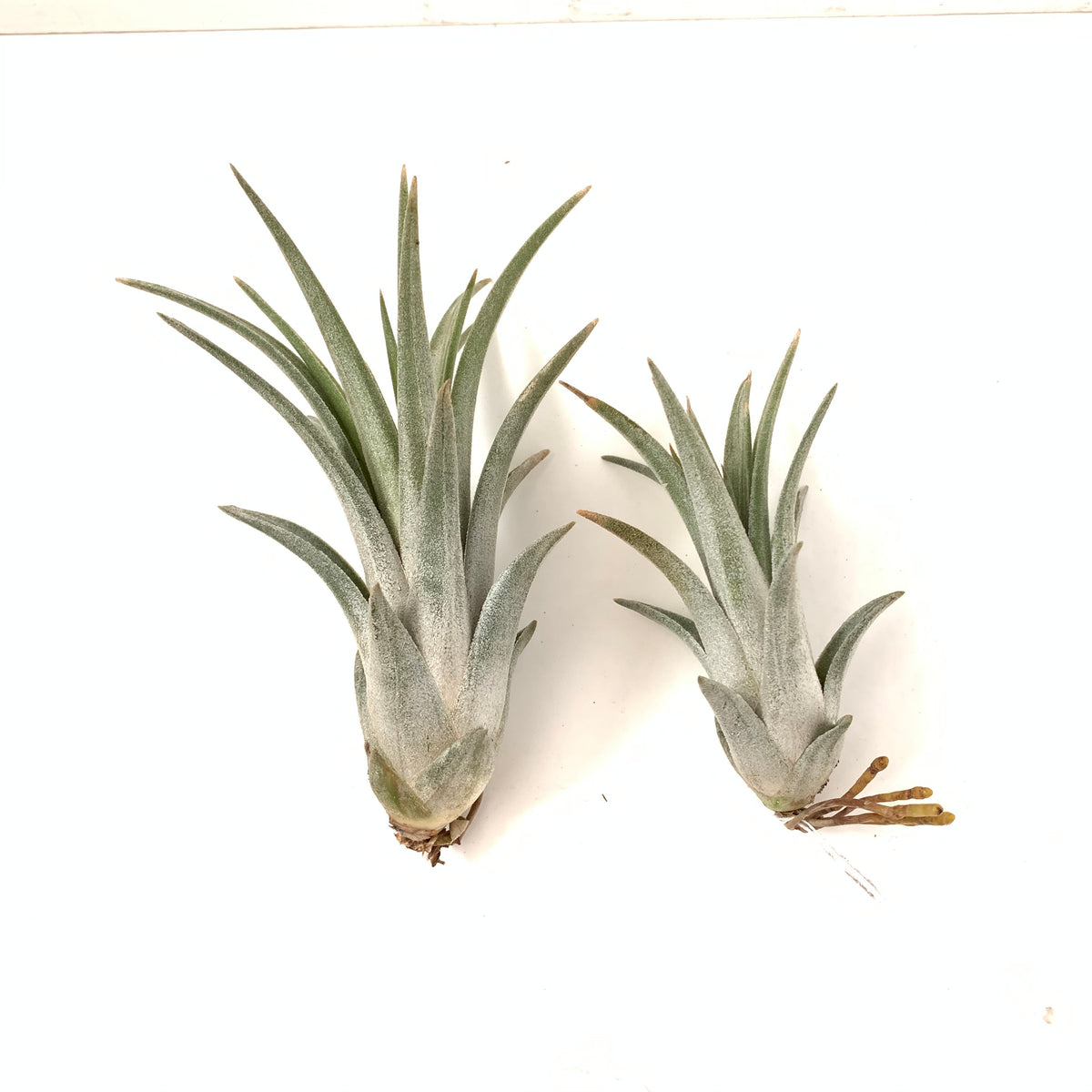 Tillandsia ionantha x exserta – Cuffel Farms