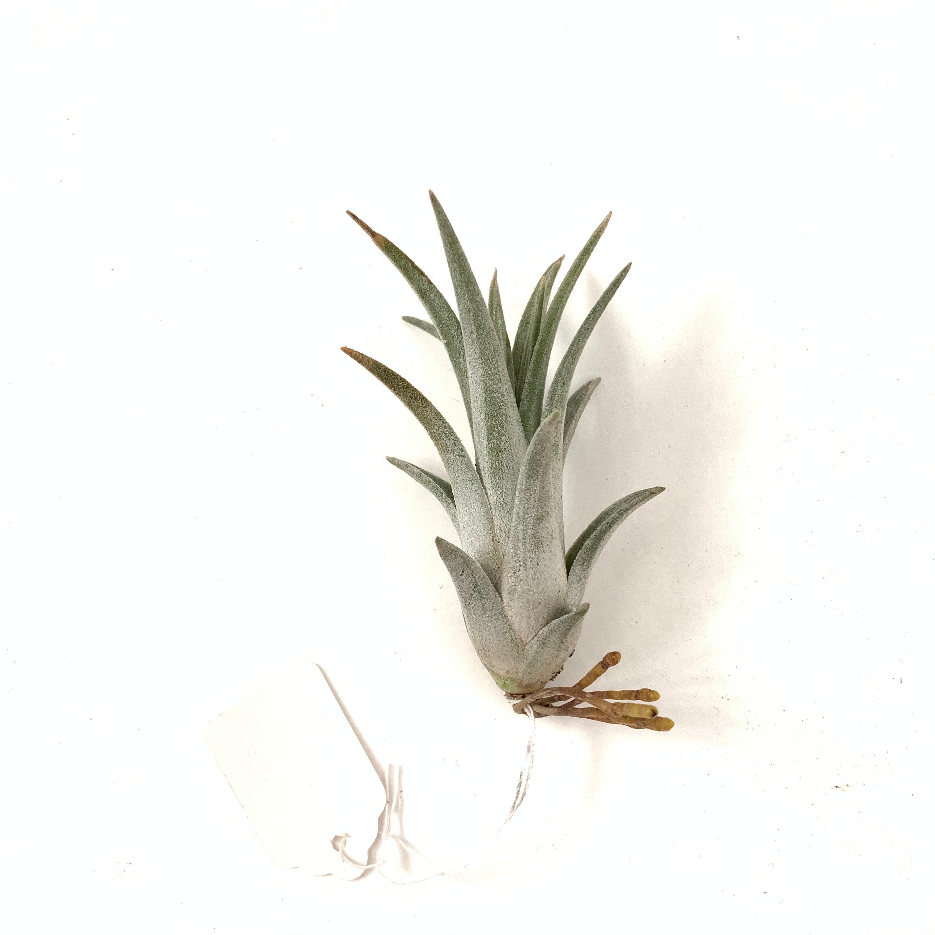 Tillandsia ionantha x exserta – Cuffel Farms Tillandsia ionantha x exserta – Cuffel Farms
