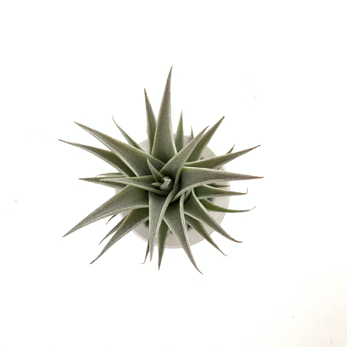 Tillandsia edithae dwarf form