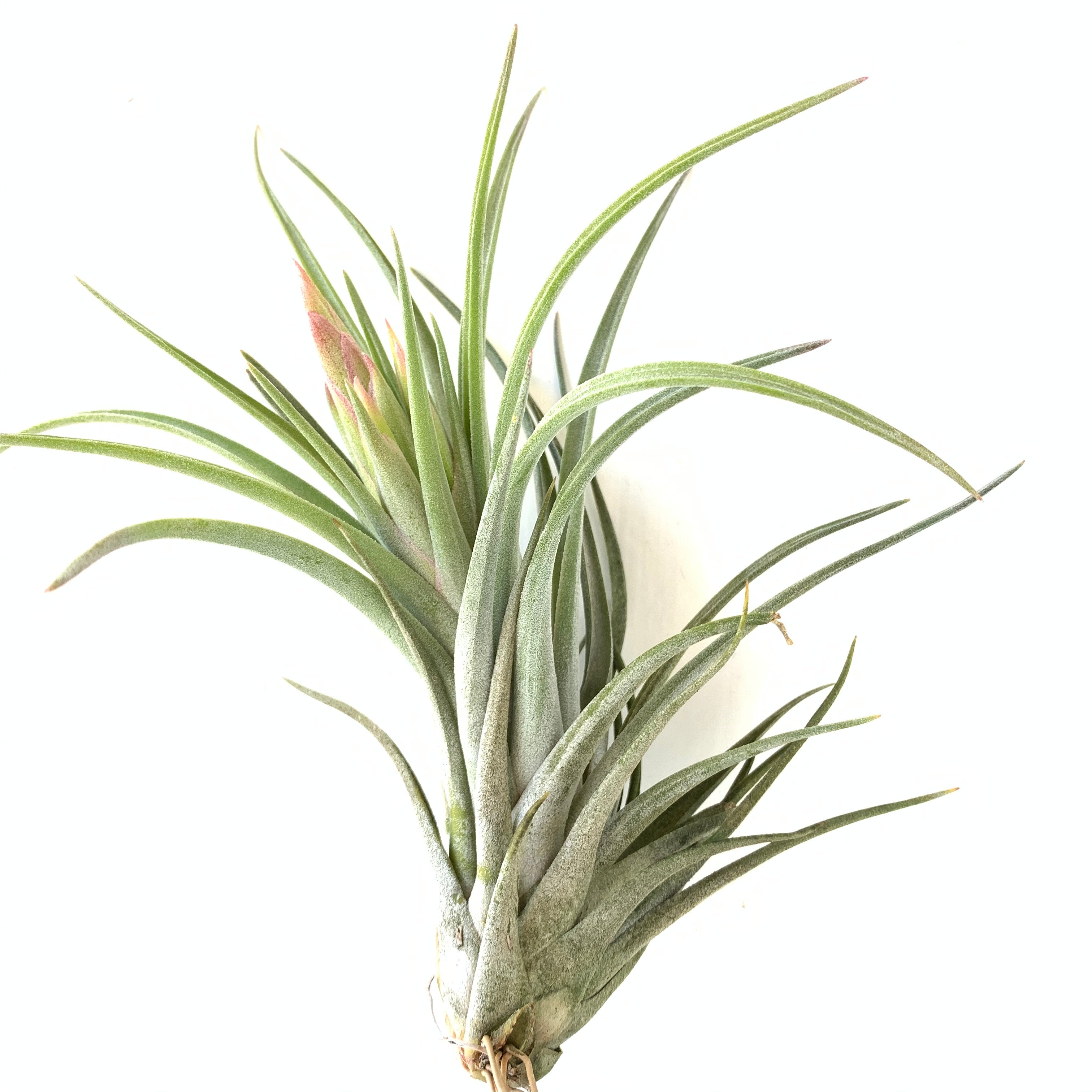 Tillandsia ionantha x exserta