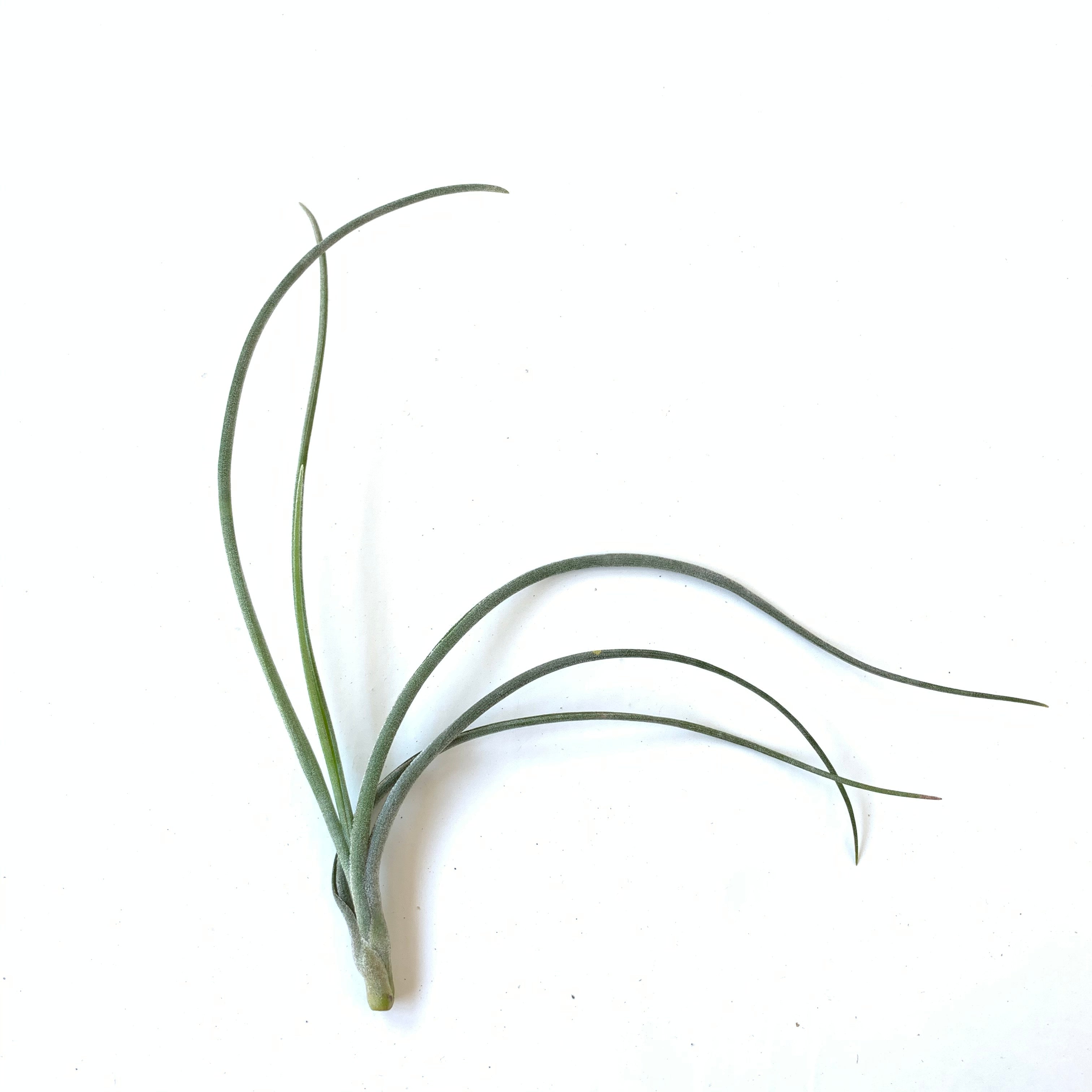 baileyi air plant Tillandsia baileyi – Cuffel Farms