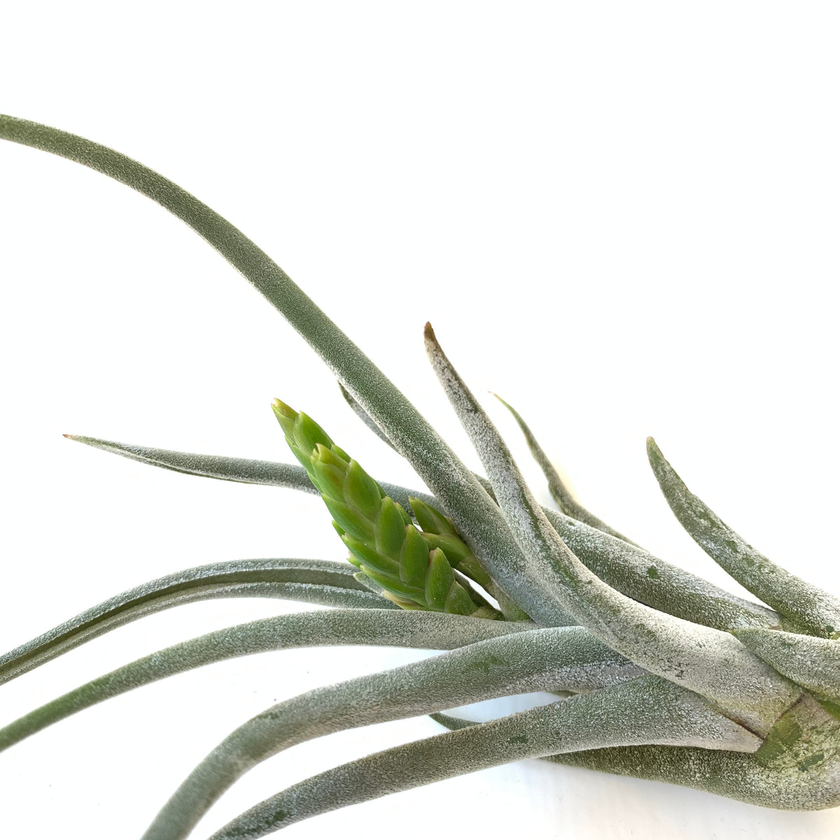 caput medusae air plant Tillandsia caput medusae White Dwarf – Cuffel Farms