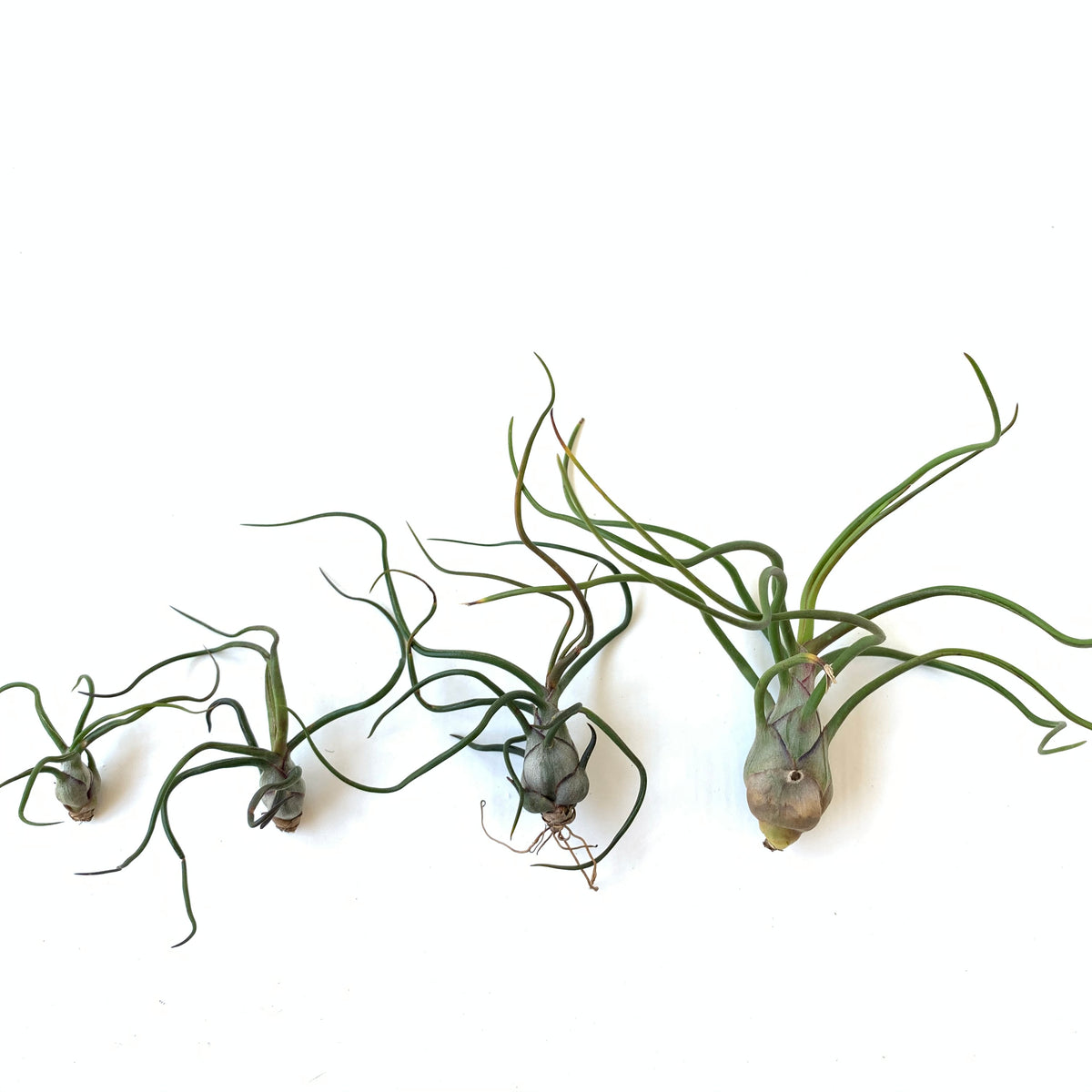 Tillandsia bulbosa – Cuffel Farms Tillandsia bulbosa – Cuffel Farms