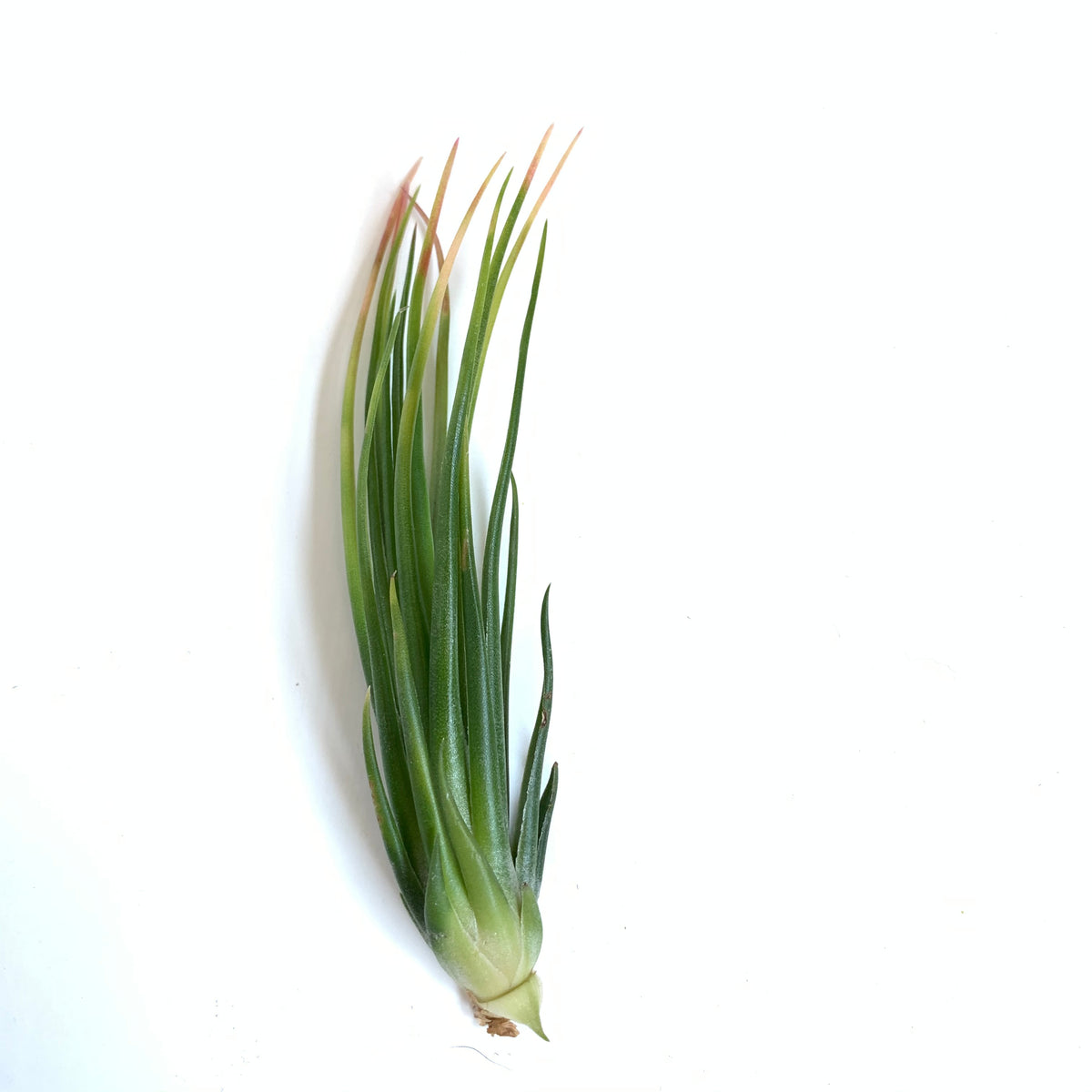 Tillandsia Joel's Twisted Sister – Cuffel Farms