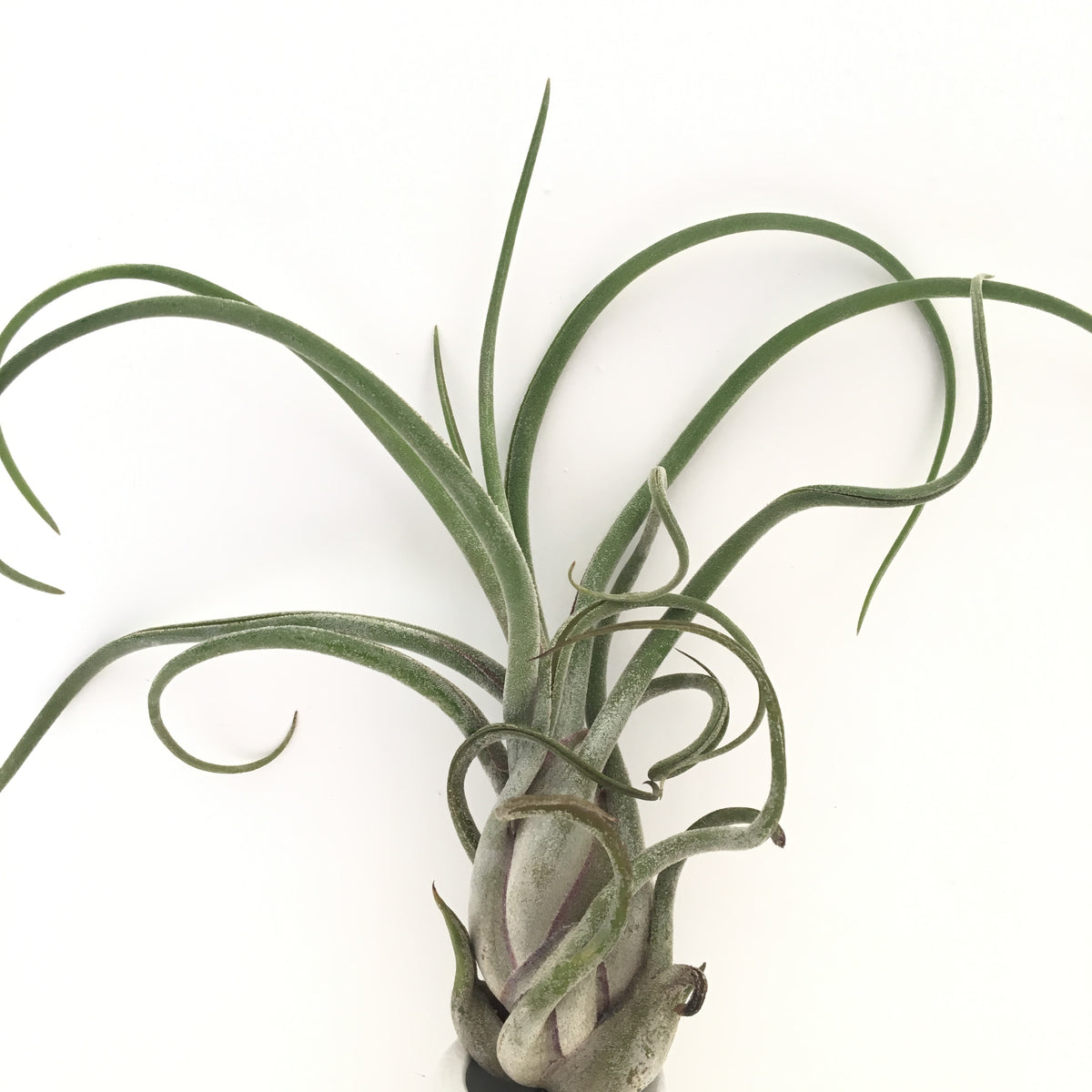 Tillandsia caput-medusae – Cuffel Farms