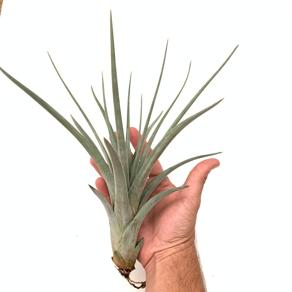 チランジア Aztec Flame