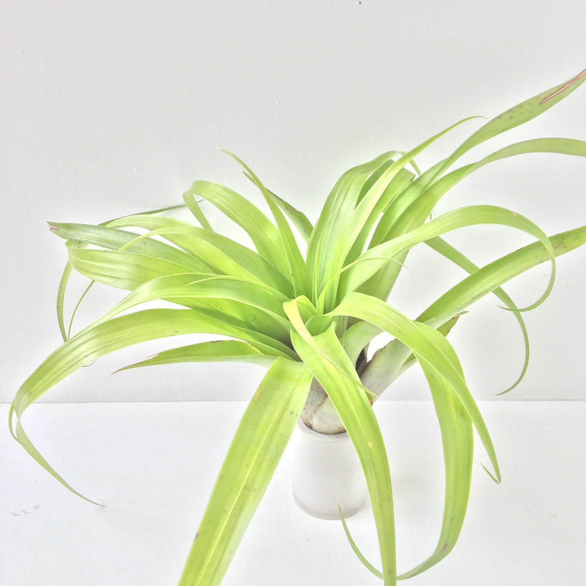 Tillandsia elongata