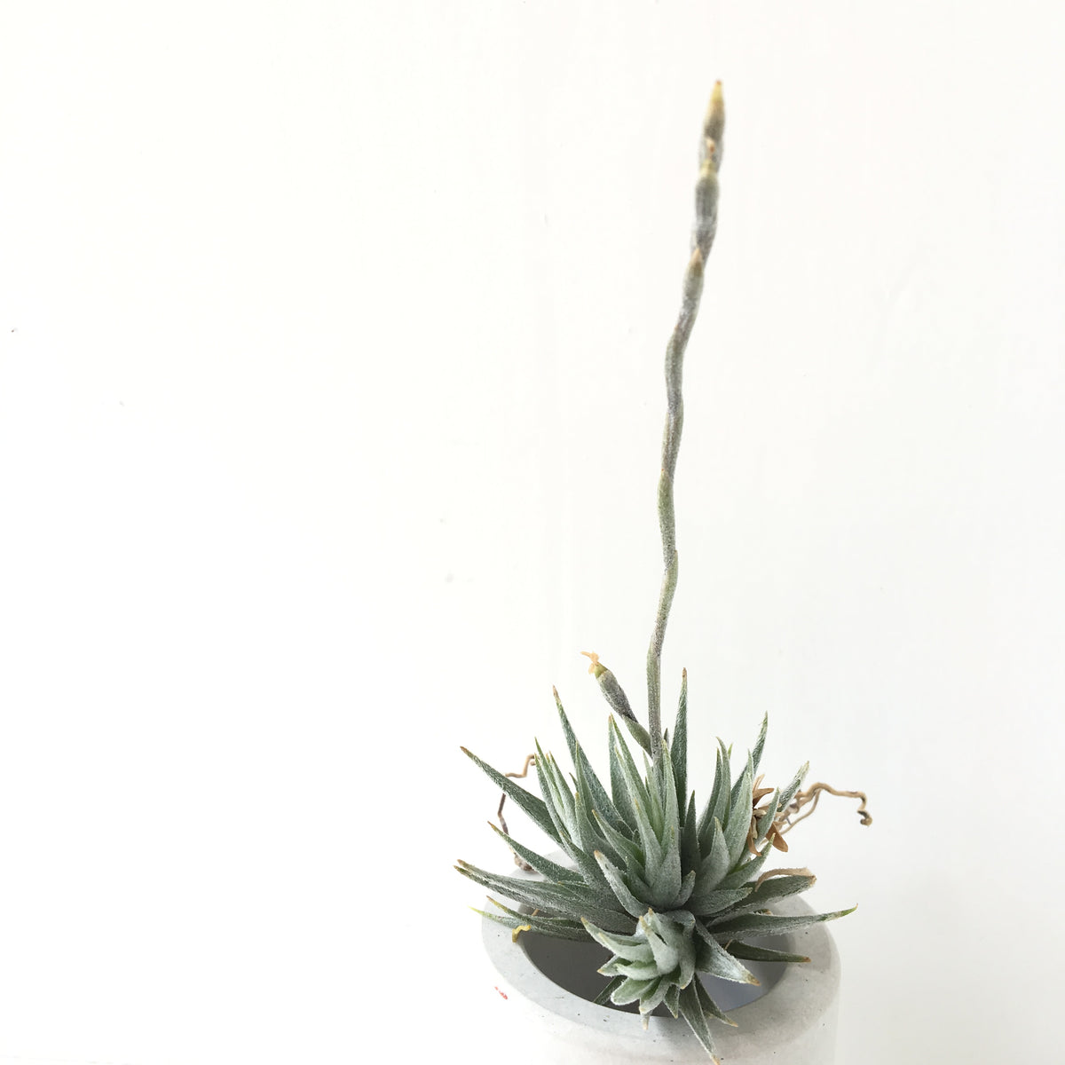 Tillandsia loliacea – Cuffel Farms