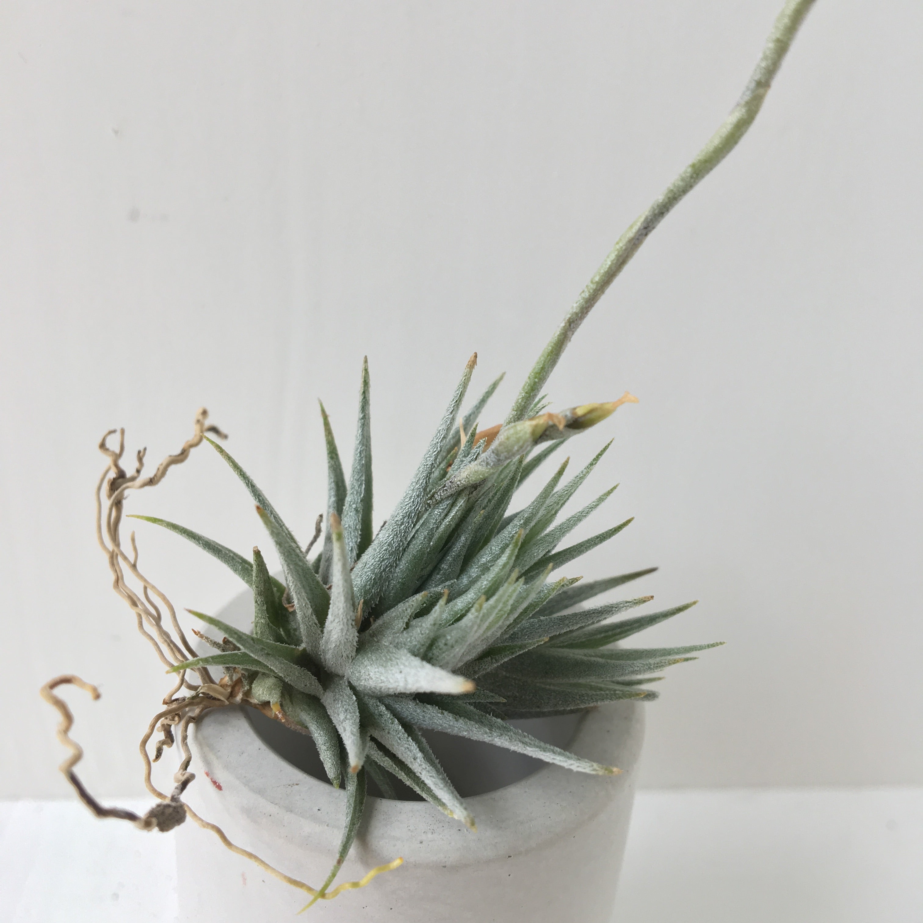 Tillandsia loliacea – Cuffel Farms