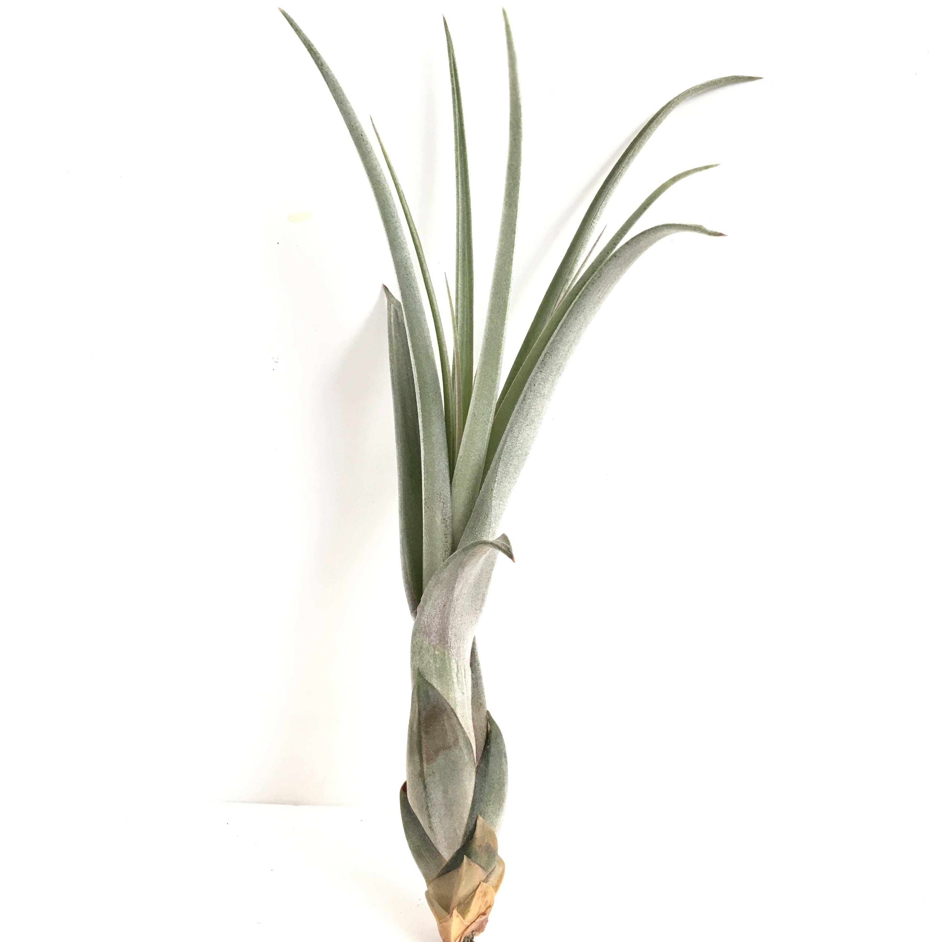 balbisiana air plant Tillandsia balbisiana – Cuffel Farms