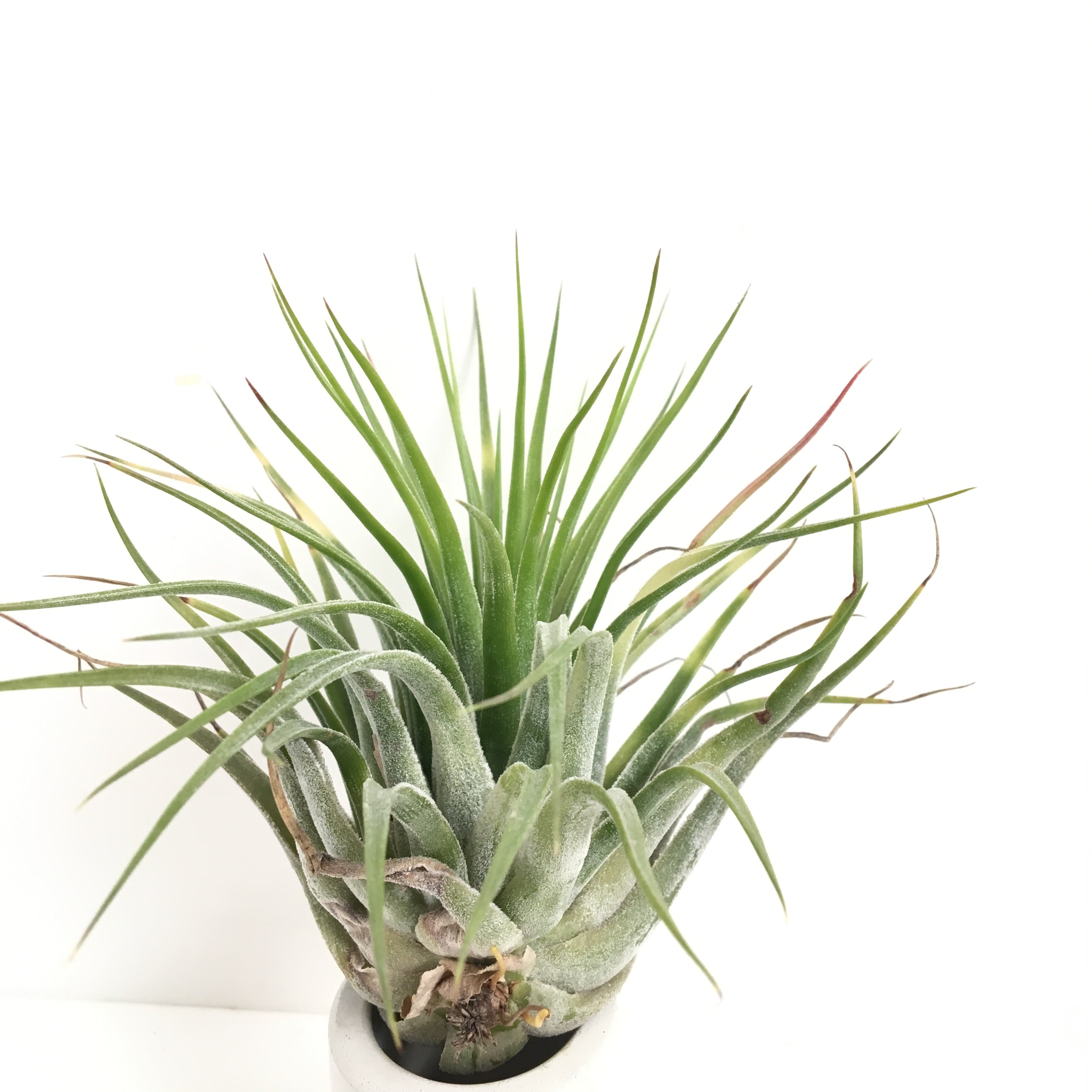 scaposa air plant Tillandsia scaposa – Cuffel Farms