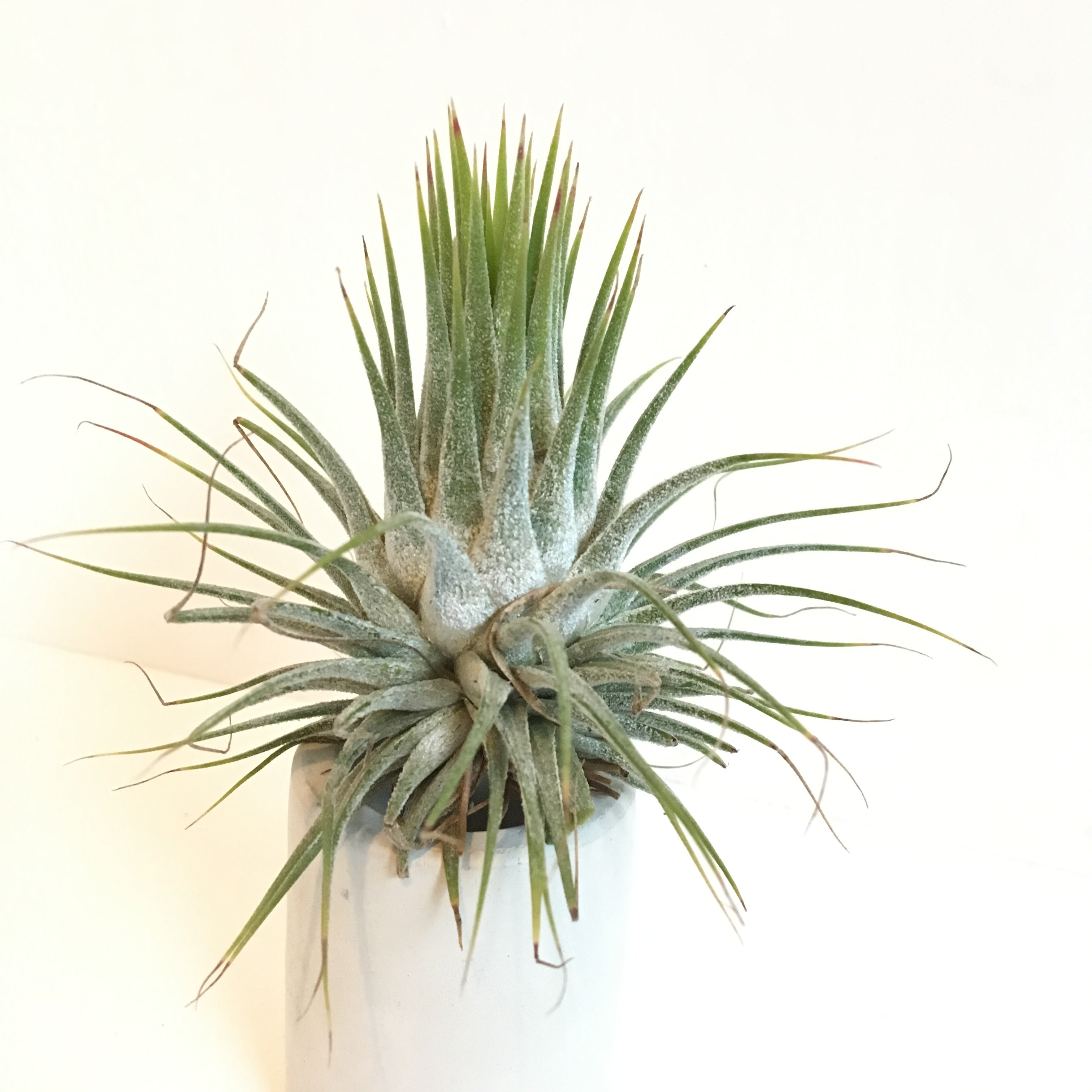 Tillandsia ionantha spp. Guatemala 子株 Tillandsia ionantha