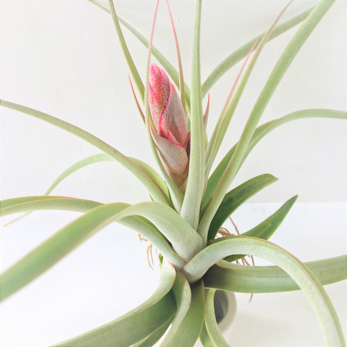 Tillandsia Majestic (Tillandsia chiapensis x Tillandsia concolor