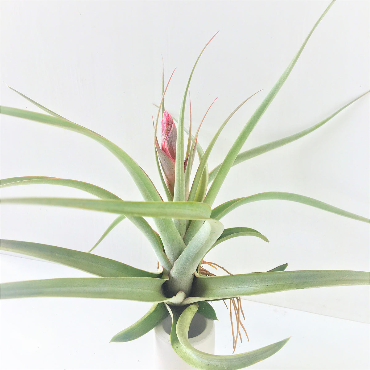 Tillandsia Majestic (Tillandsia chiapensis x Tillandsia concolor