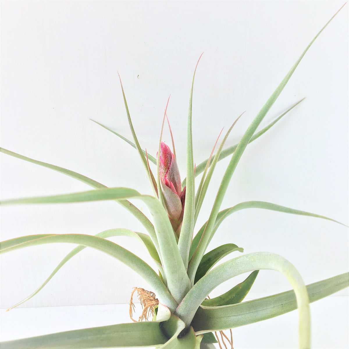 ブロメリア・エアープランツ Tillandsia concolor MB x chiapensis MB Tillandsia Majestic (Tillandsia chiapensis x Tillandsia concolor