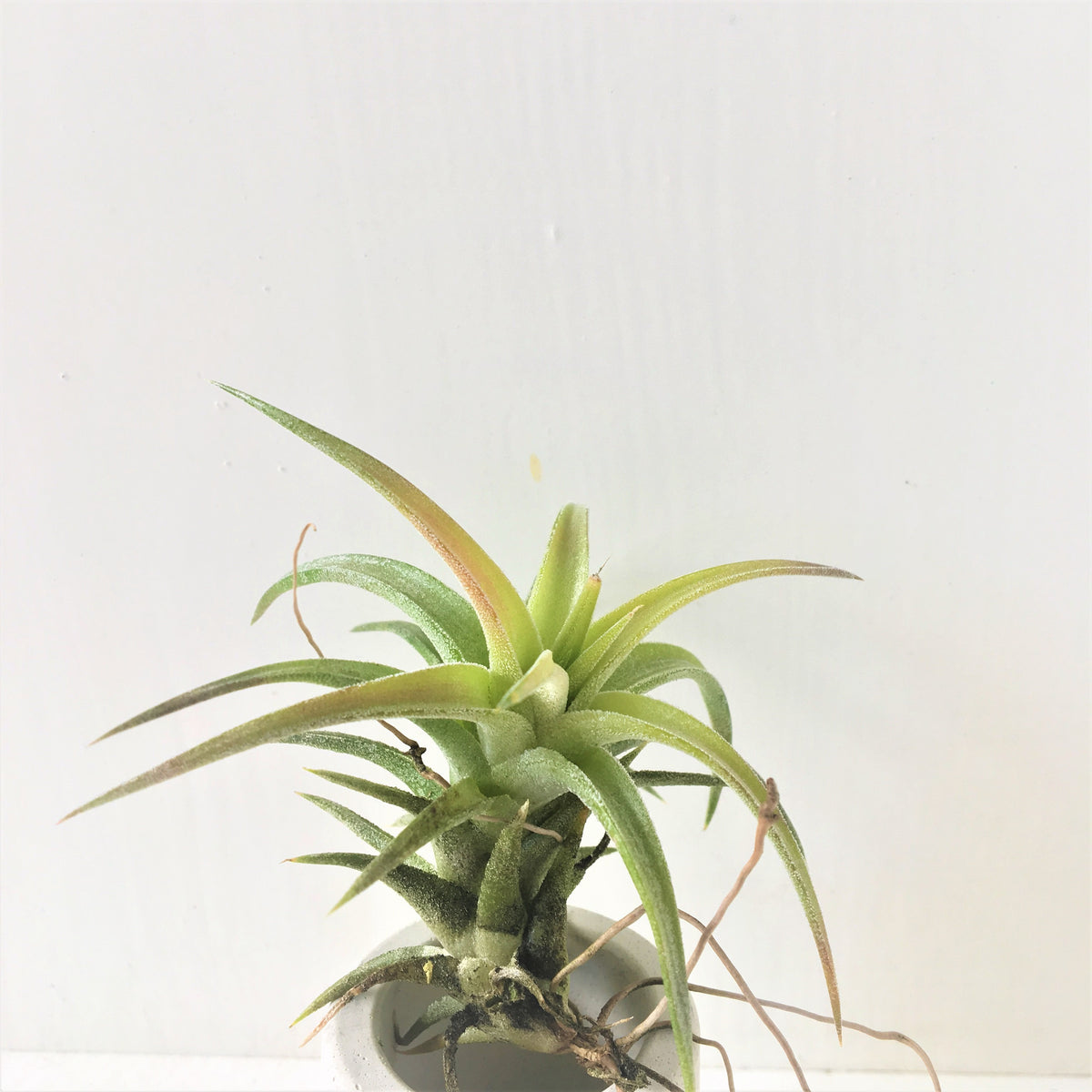 フラワー・ガーデニング Tillandsia ionantha vanhyningii minor ionanthavanhyningiiflower_3243