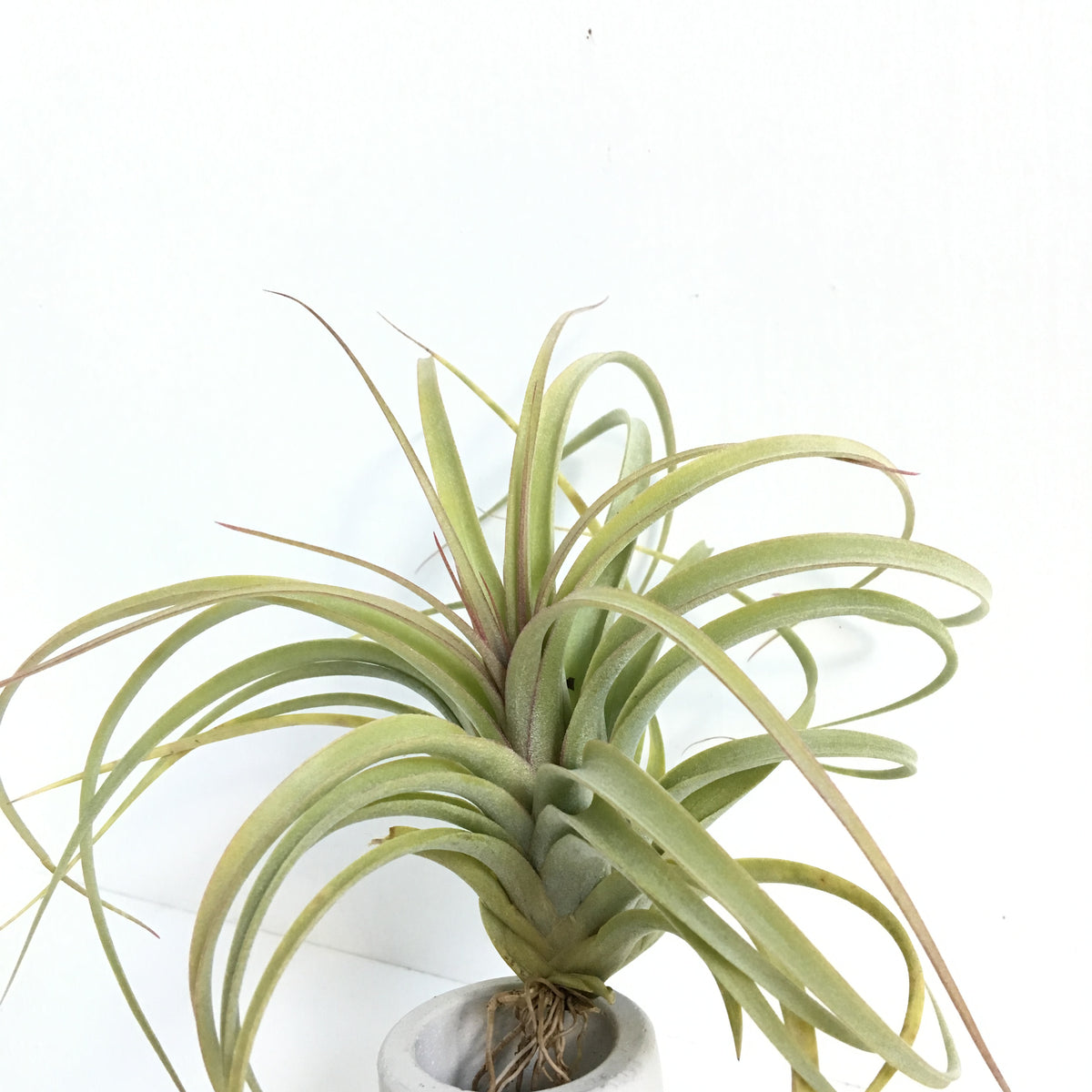 concolor air plant Tillandsia concolor x streptophylla – Cuffel Farms