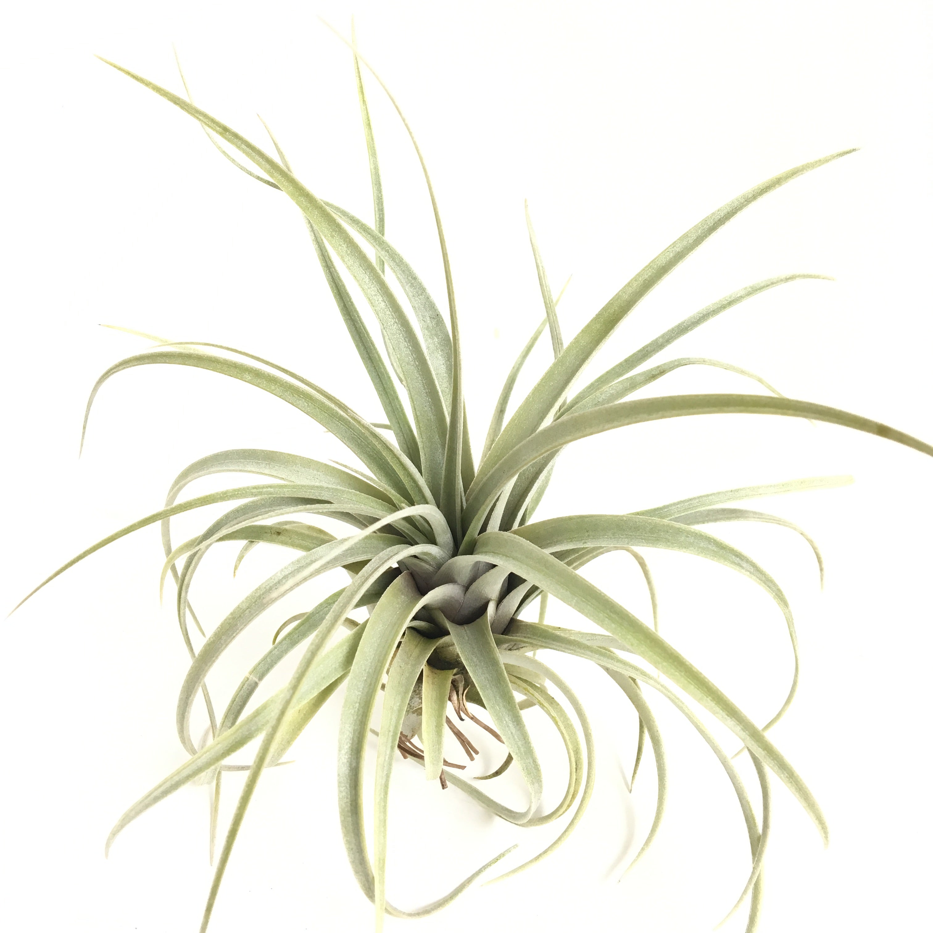 Tillandsia mima v. chilitensis