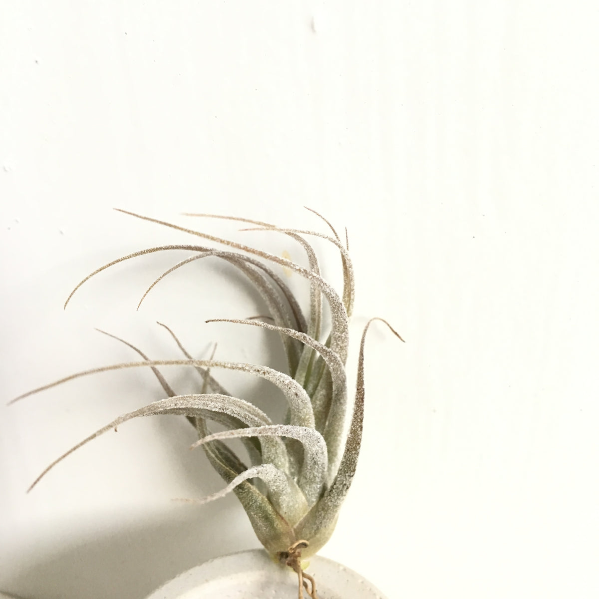 ehlersiana air plant Tillandsia ehlersiana – Cuffel Farms
