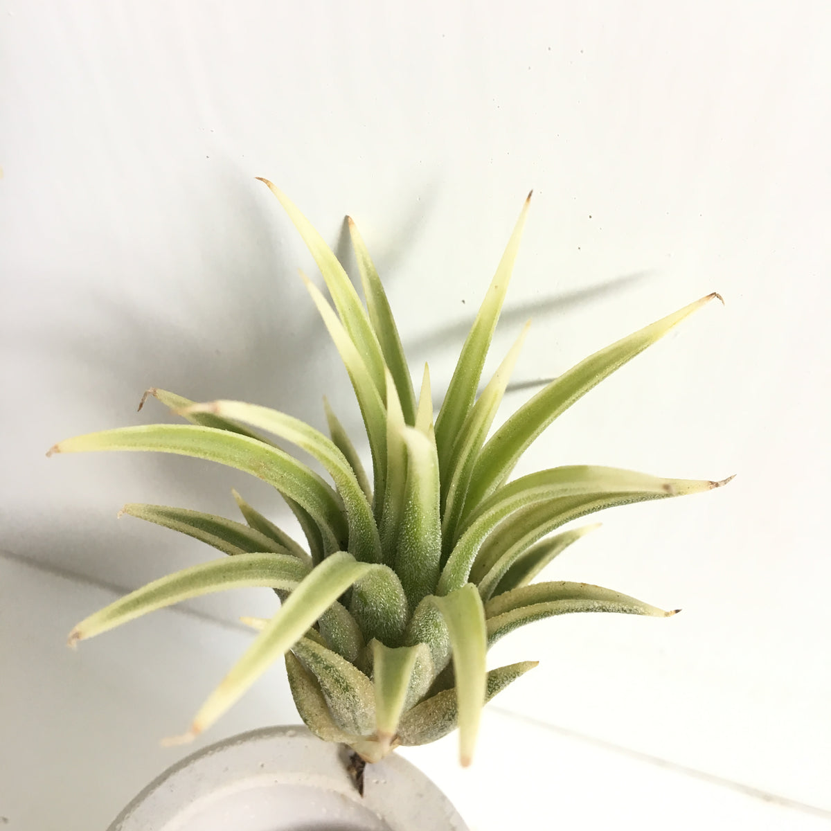 専門に取り扱う店 Tillandsia ionantha ´Albo-Marginata´ アルボ