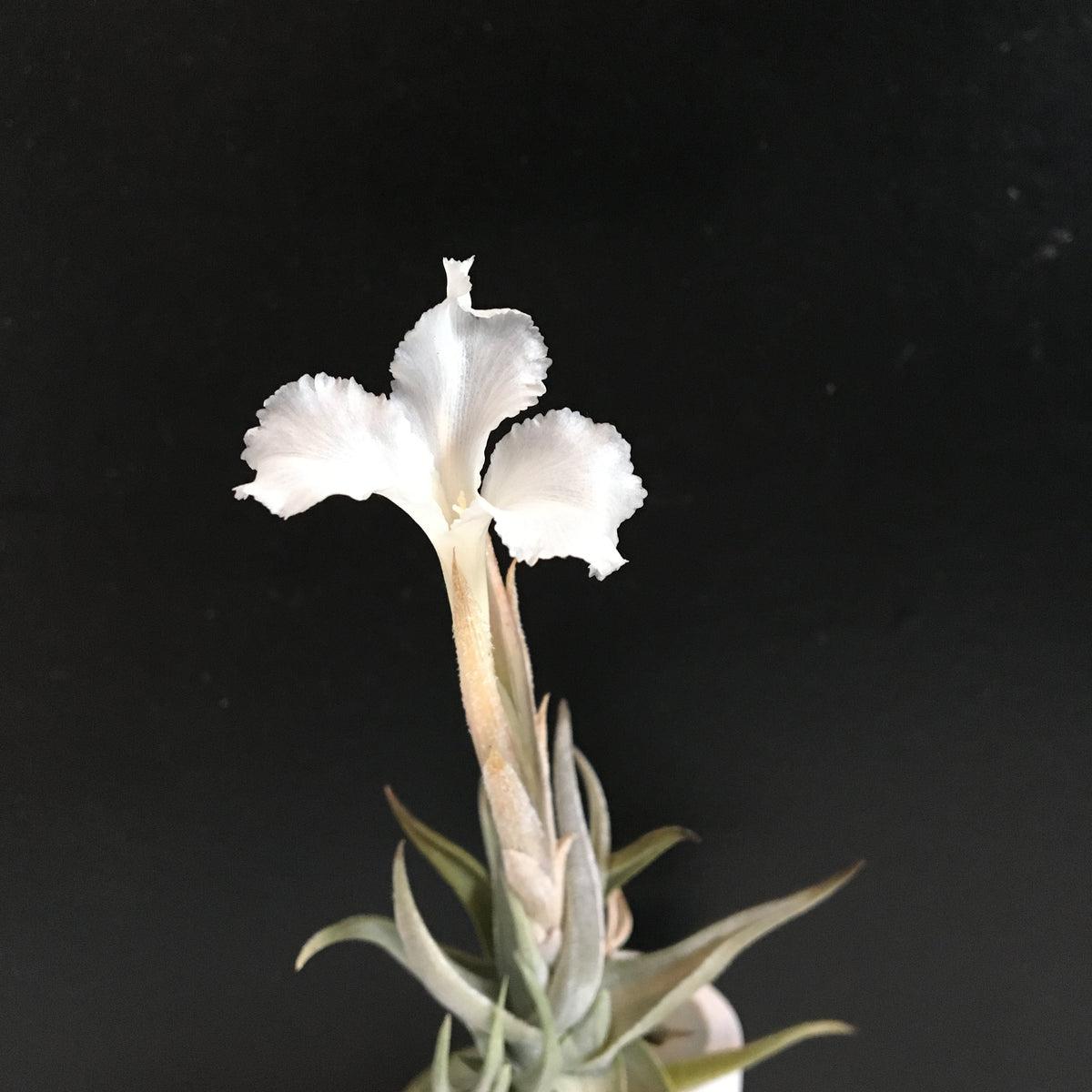 IMG_5778_1200x1200.jpg?v=