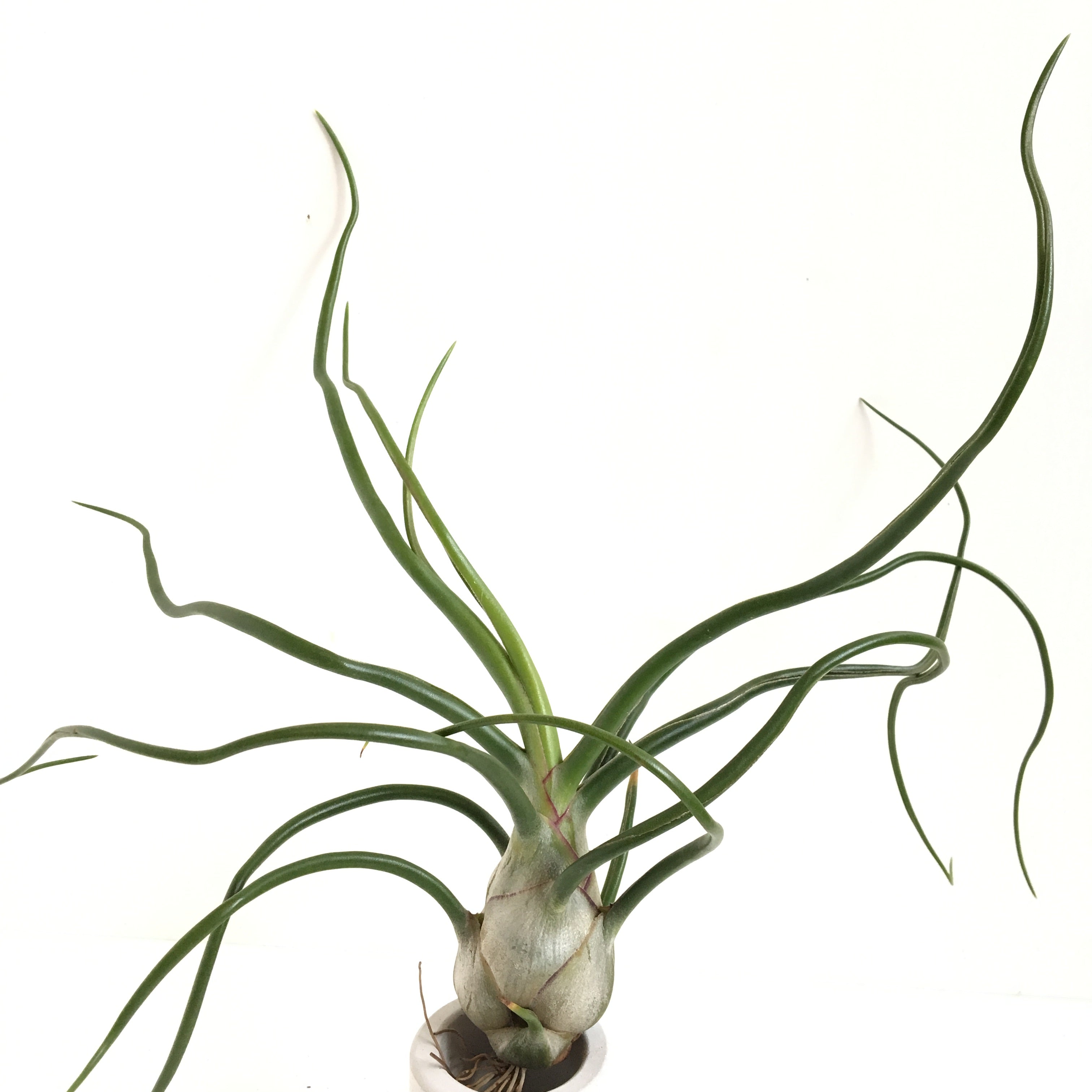 Tillandsia bulbosa Belize