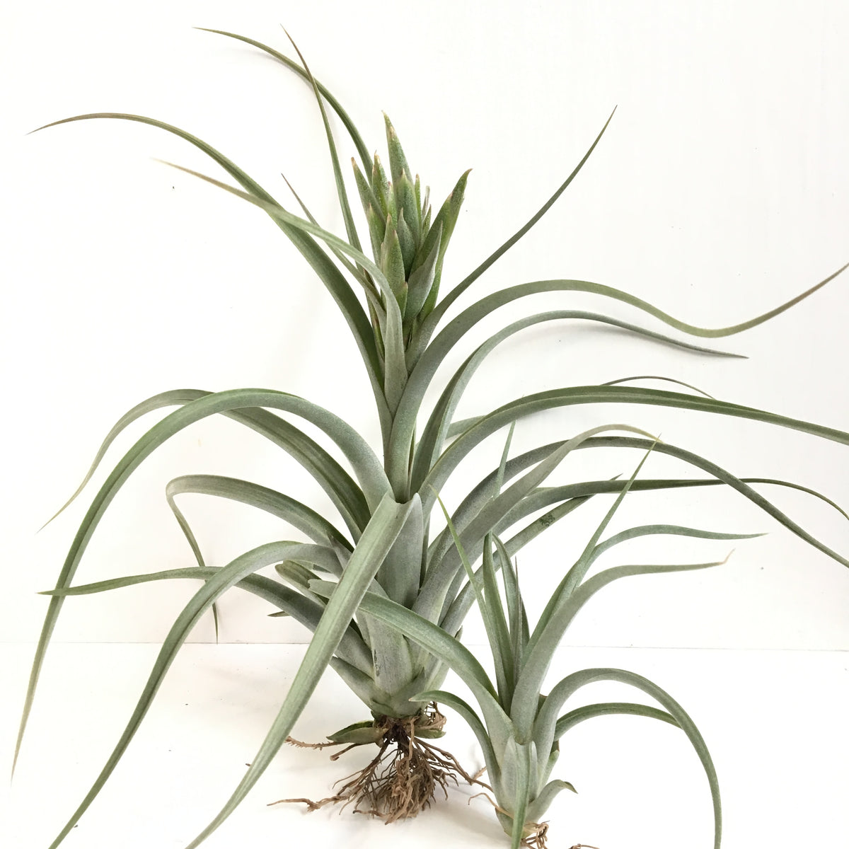 Tillandsia paucifolia x streptophylla – Cuffel Farms