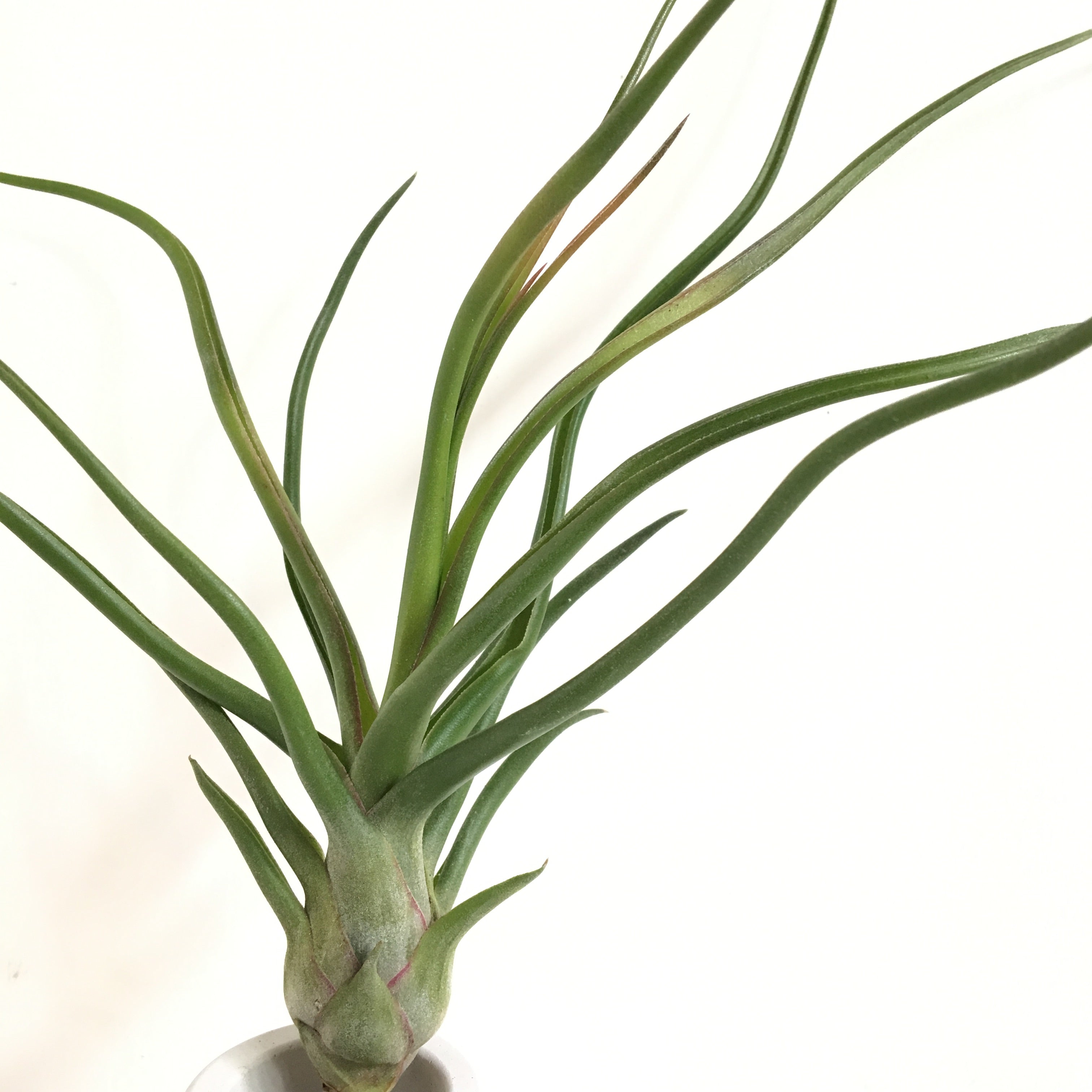 Tillandsia Showtime (bulbosa x streptophylla)