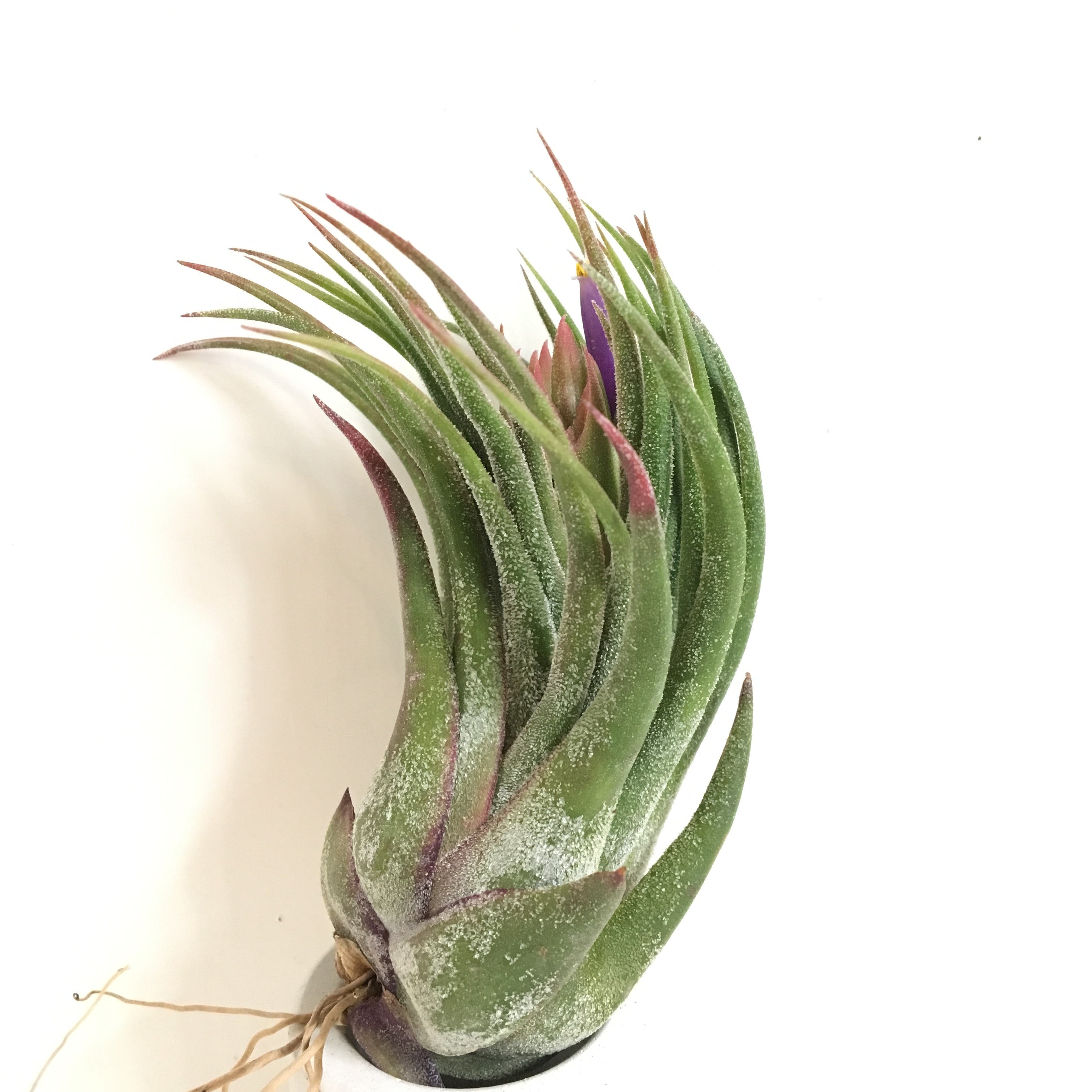 Tillandsia pruinosa x seleriana