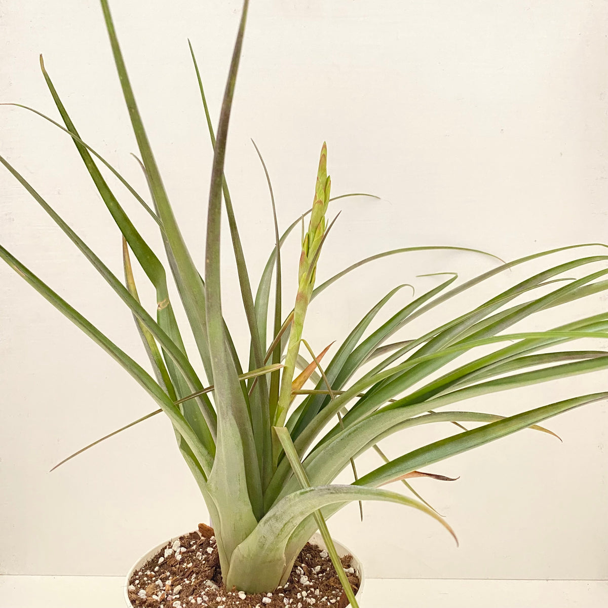 vivipara air plant Tillandsia variabilis – Cuffel Farms