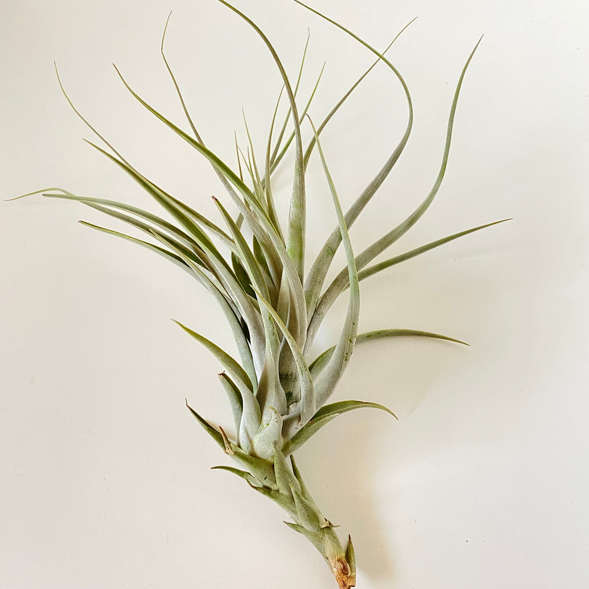 Tillandsia albida – Cuffel Farms