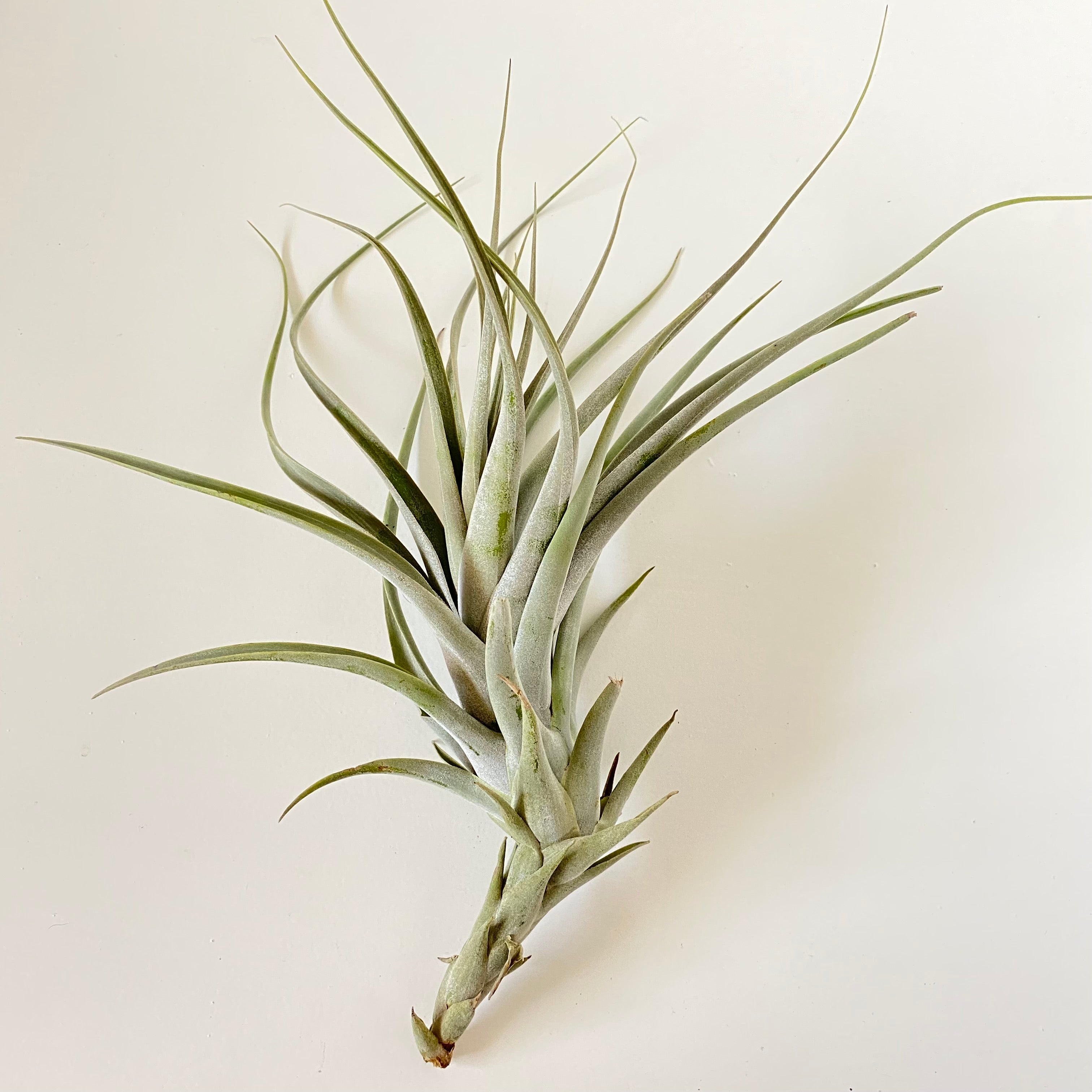 Tillandsia albida – Cuffel Farms