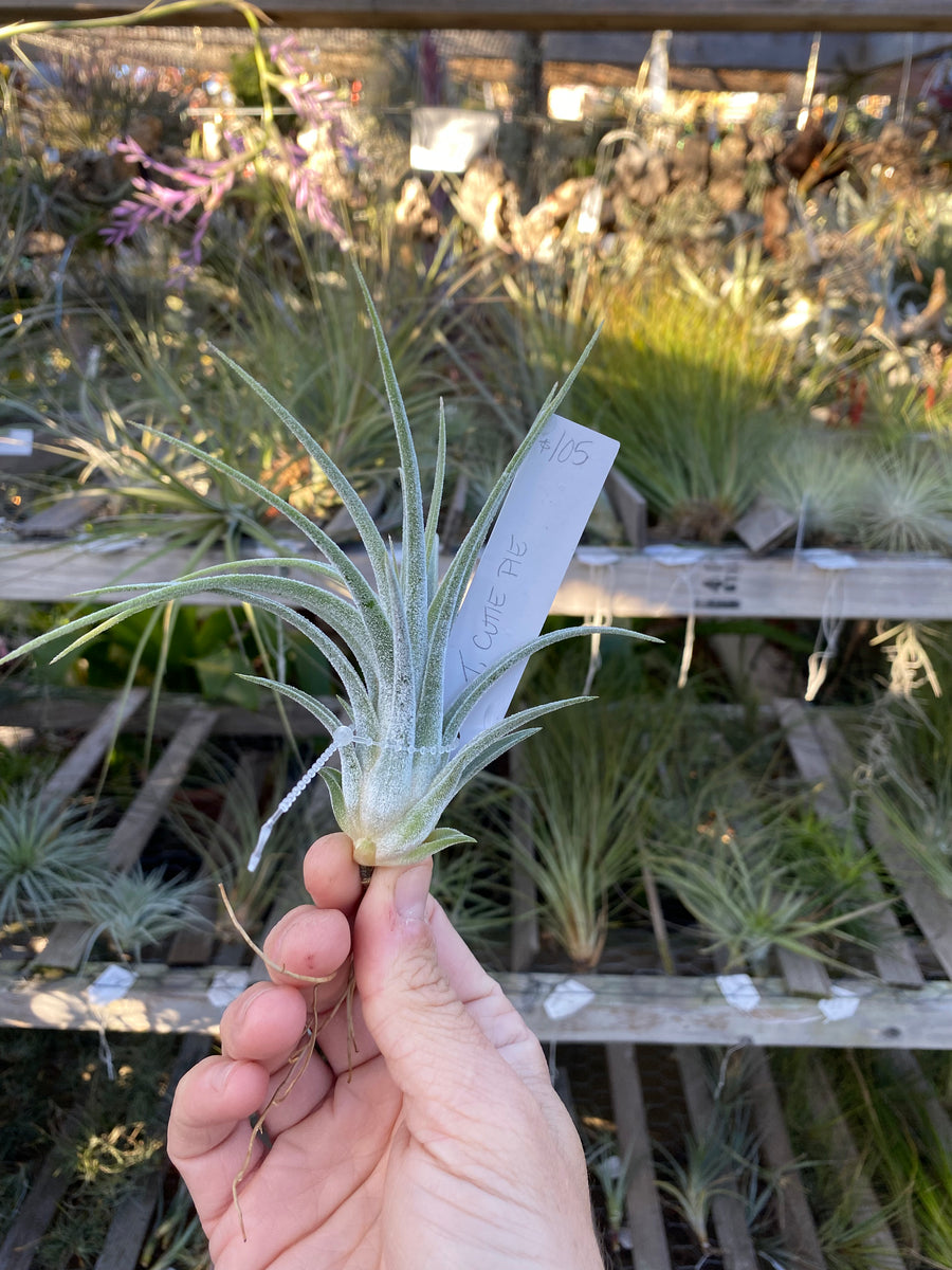 Tillandsia Cutie Pie (Tillandsia ehlersiana x Tillandsia