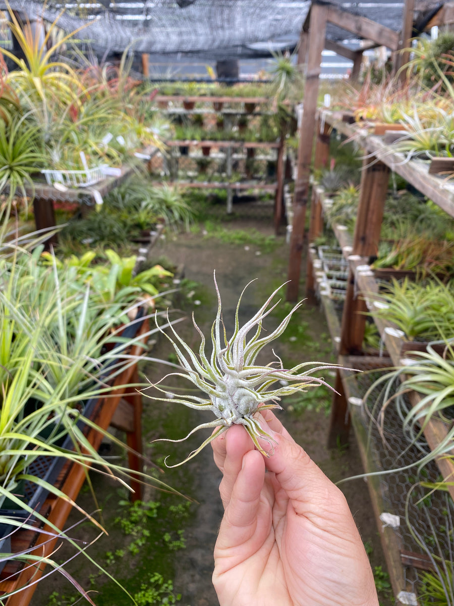 Tillandsia Ty (ehlersiana x bulbosa) RFI clone – Cuffel Farms