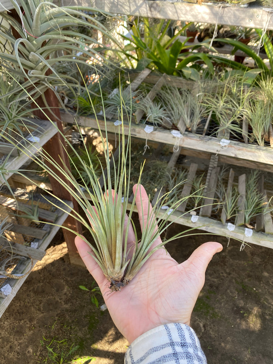 Tillandsia hammeri – Cuffel Farms