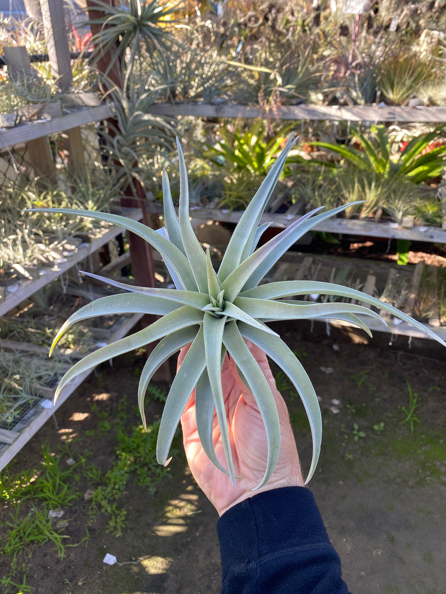 Tillandsia Roseiflora Wild clone 速達発送 Tillandsia Roseiflora Wild clone 速達発送 - メルカリ