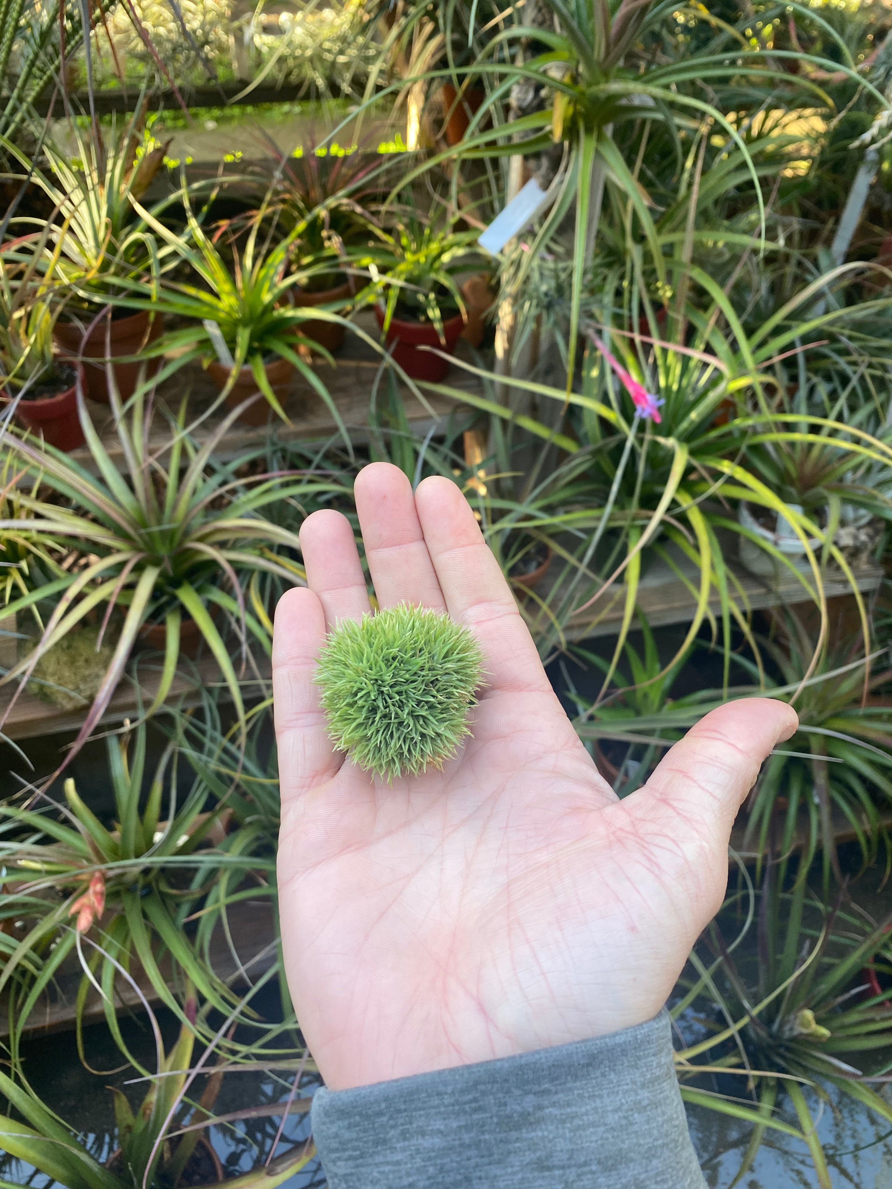 Tillandsia aeranthos 'Teddy Bear' – Cuffel Farms Tillandsia aeranthos 'Teddy Bear' – Cuffel Farms
